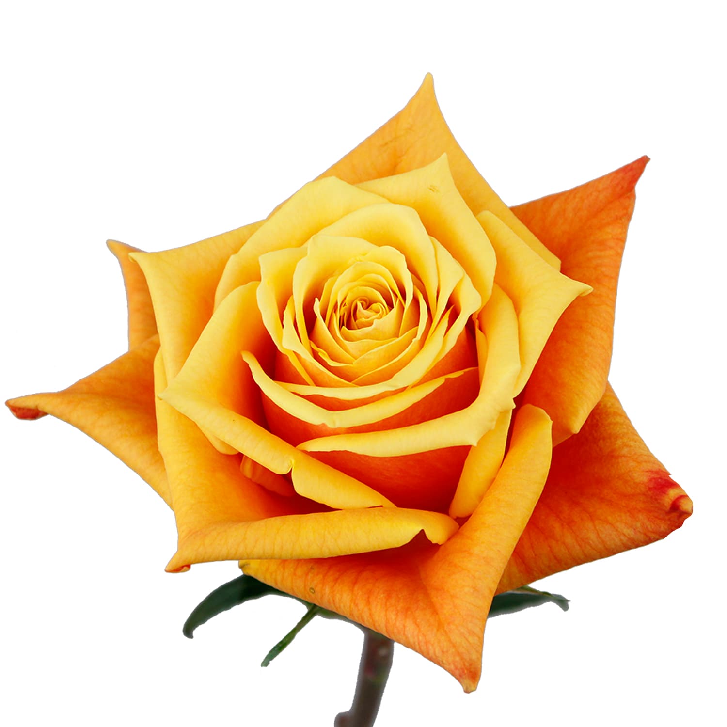 Rose Showbizz Bi Orange 50 Cm