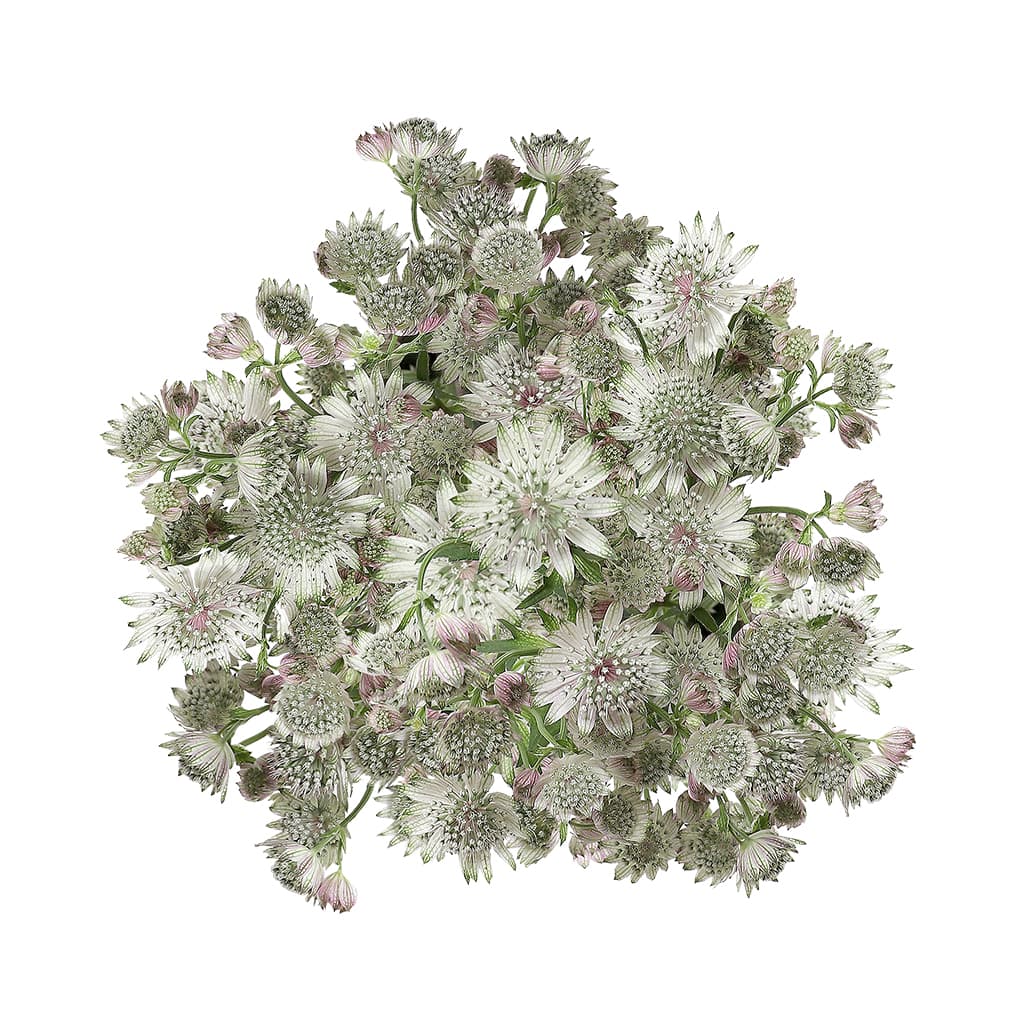 Astrantia Mari White 70 Cm