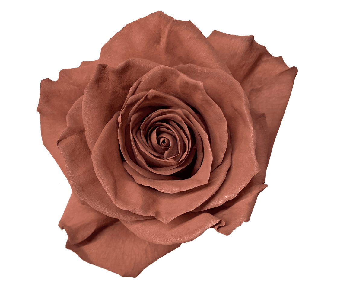 Rose Latte Tinted 50 Cm