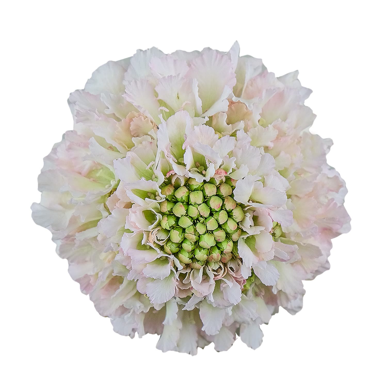 Scabiosa Focal Scoop Hanoi Light Pink 60 Cm