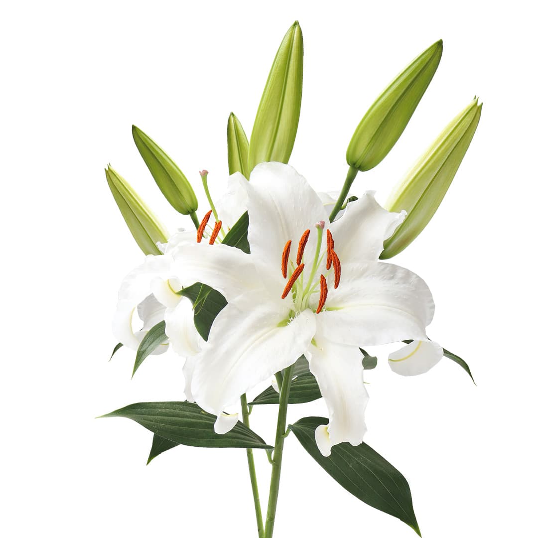 Lily Oriental Siberia White 3/5 Blooms