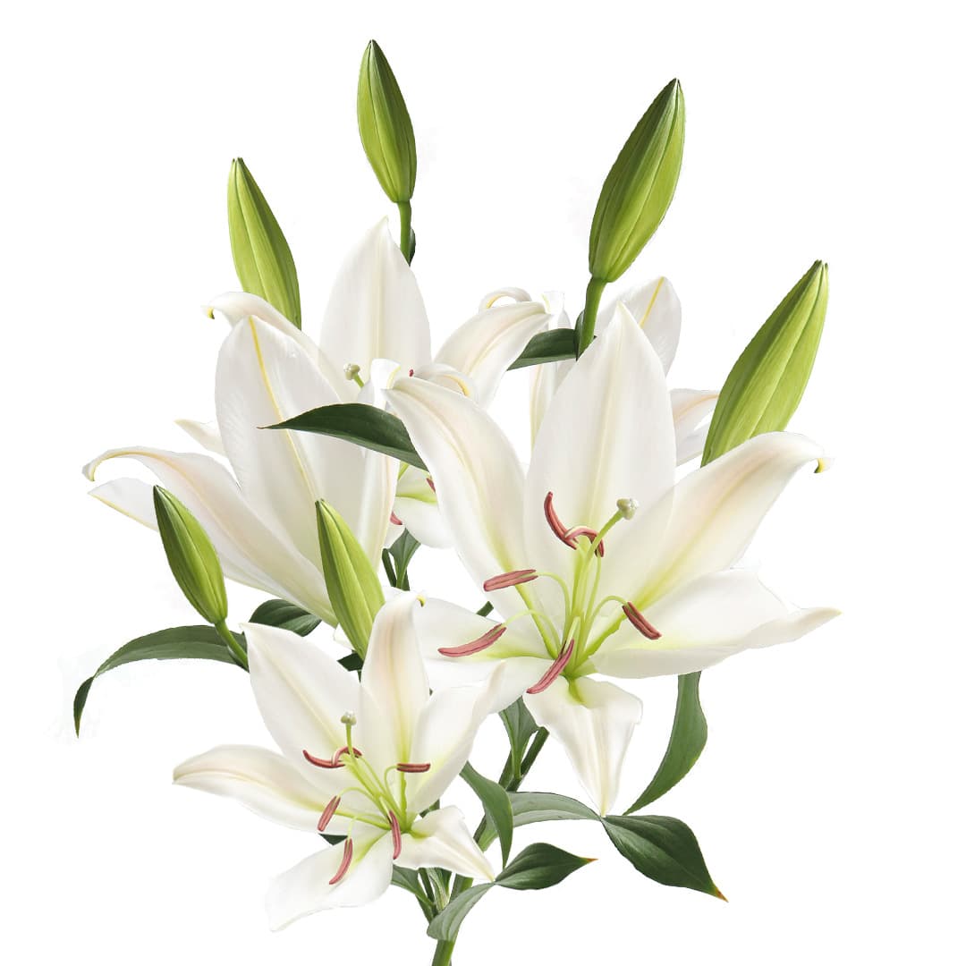 Lily Oriental Trumpet Zambesi White 3/5 Blooms