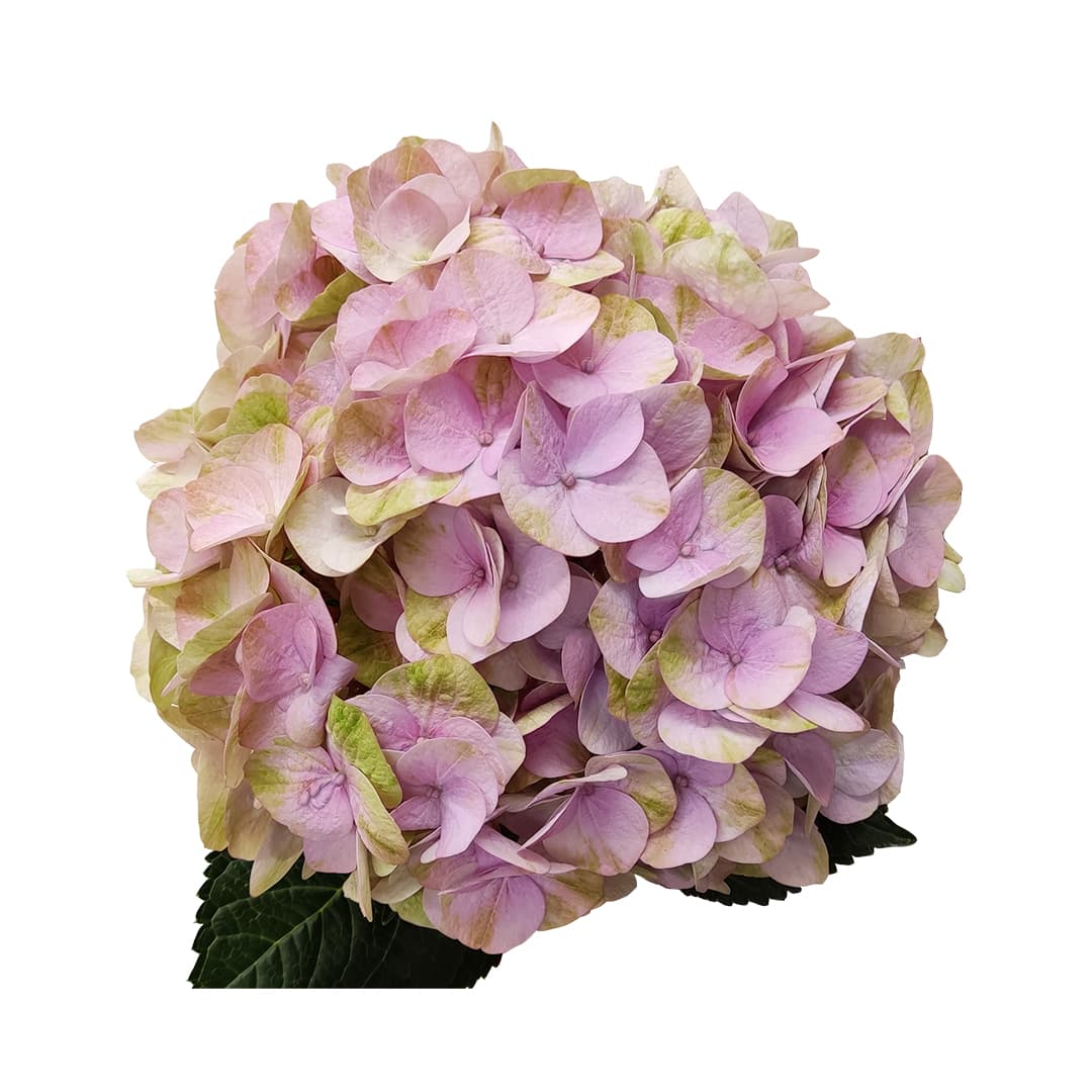 Hydrangea Alondra Rose Dutch Pink Extra