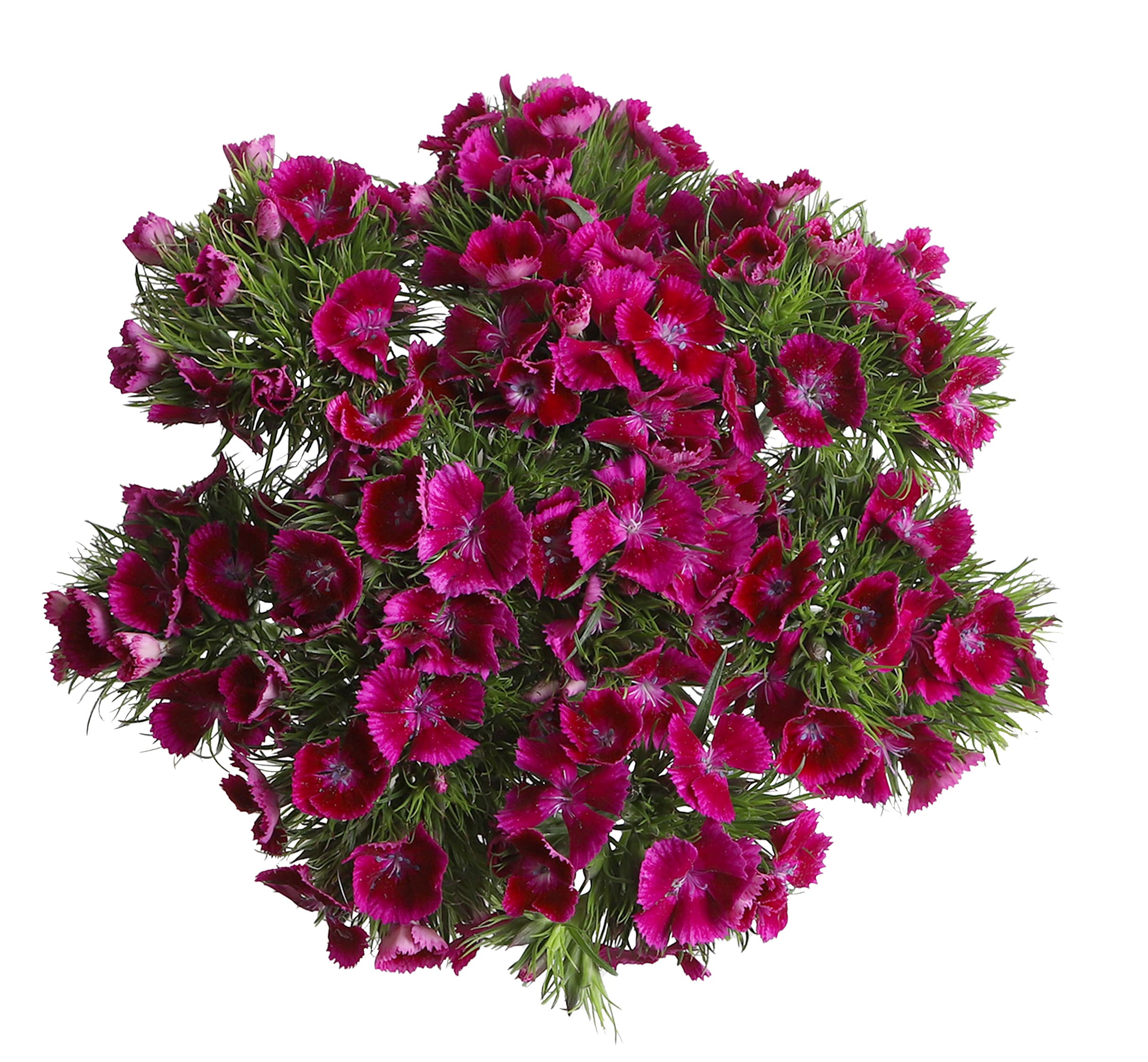 Dianthus Sweet Magenta 40 Cm