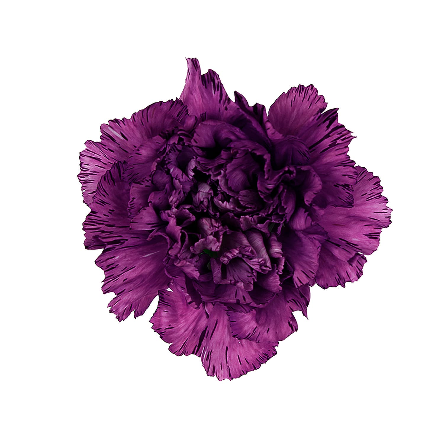 Carn Moonstrike Purple Sel