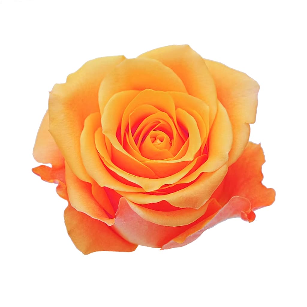 Rose Aloha Orange 40 Cm