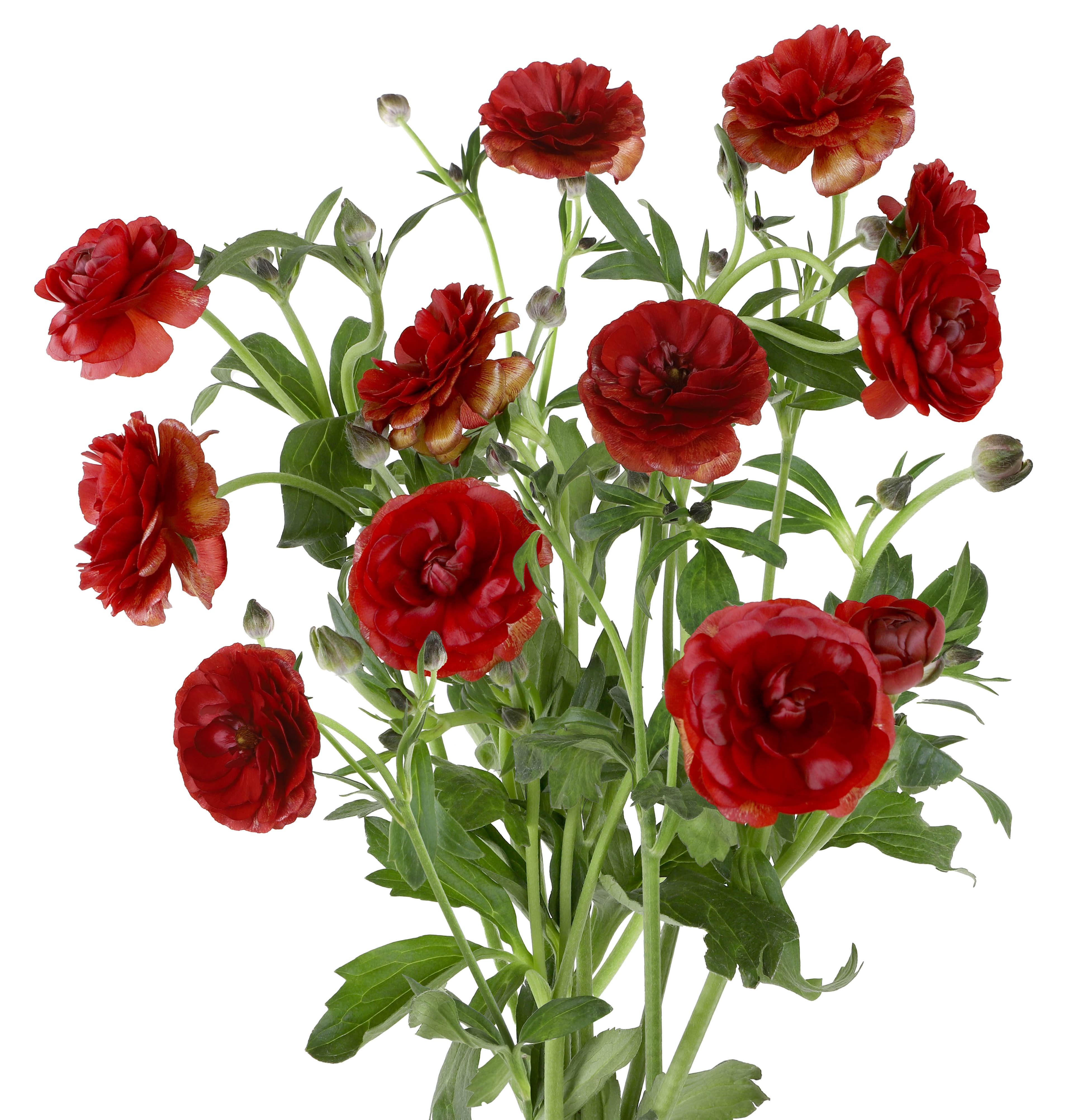 Ranunculus Butterfly Hades Red Copper 40 Cm