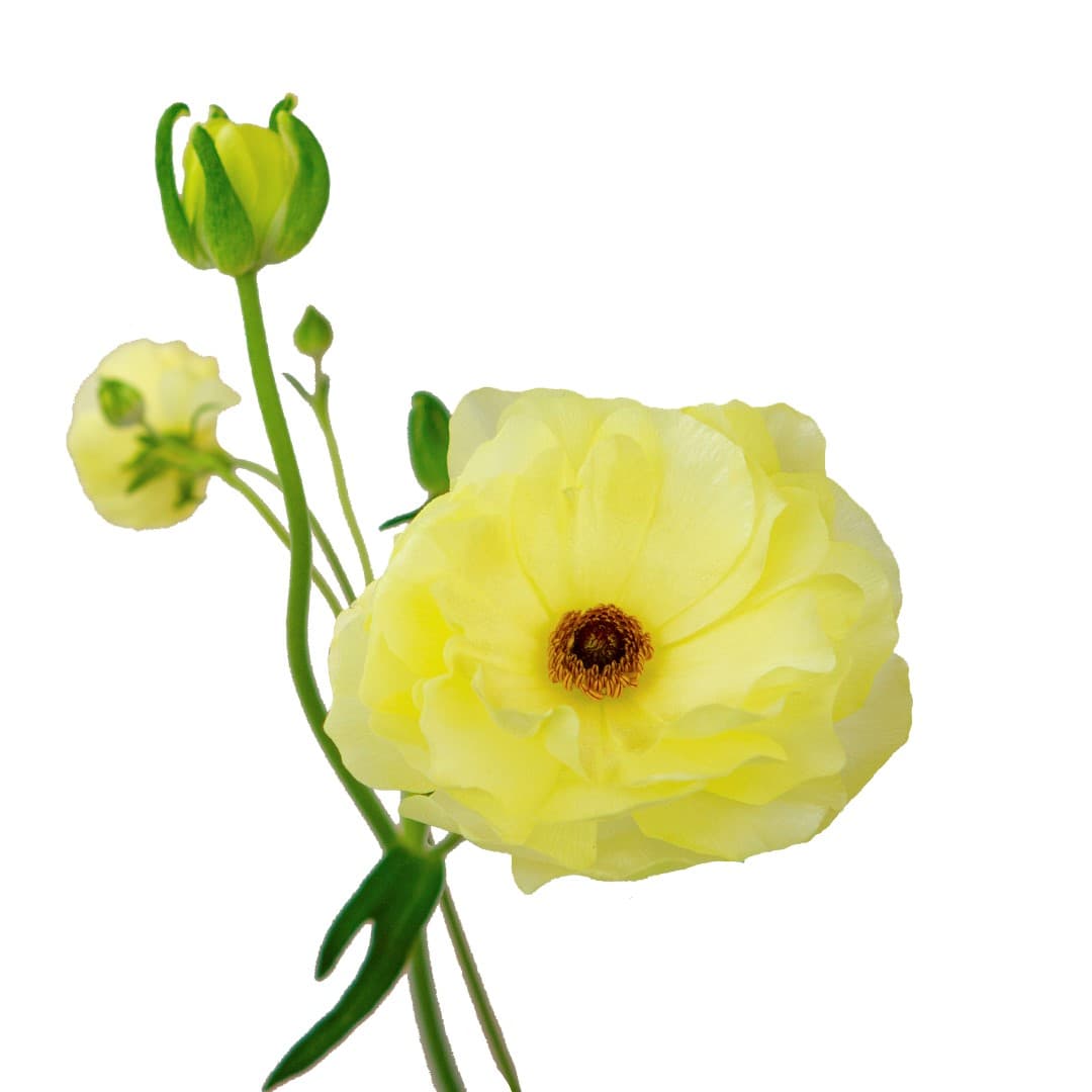 Ranunculus Butterfly Litai Butter Cream 40 Cm