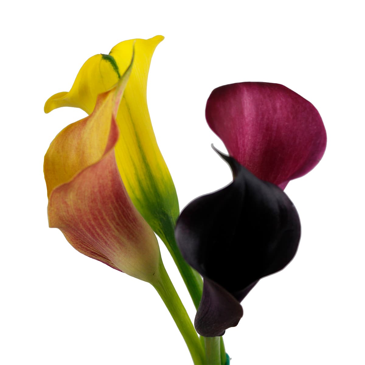 Callas - Color Fall Pack 50 Cm
