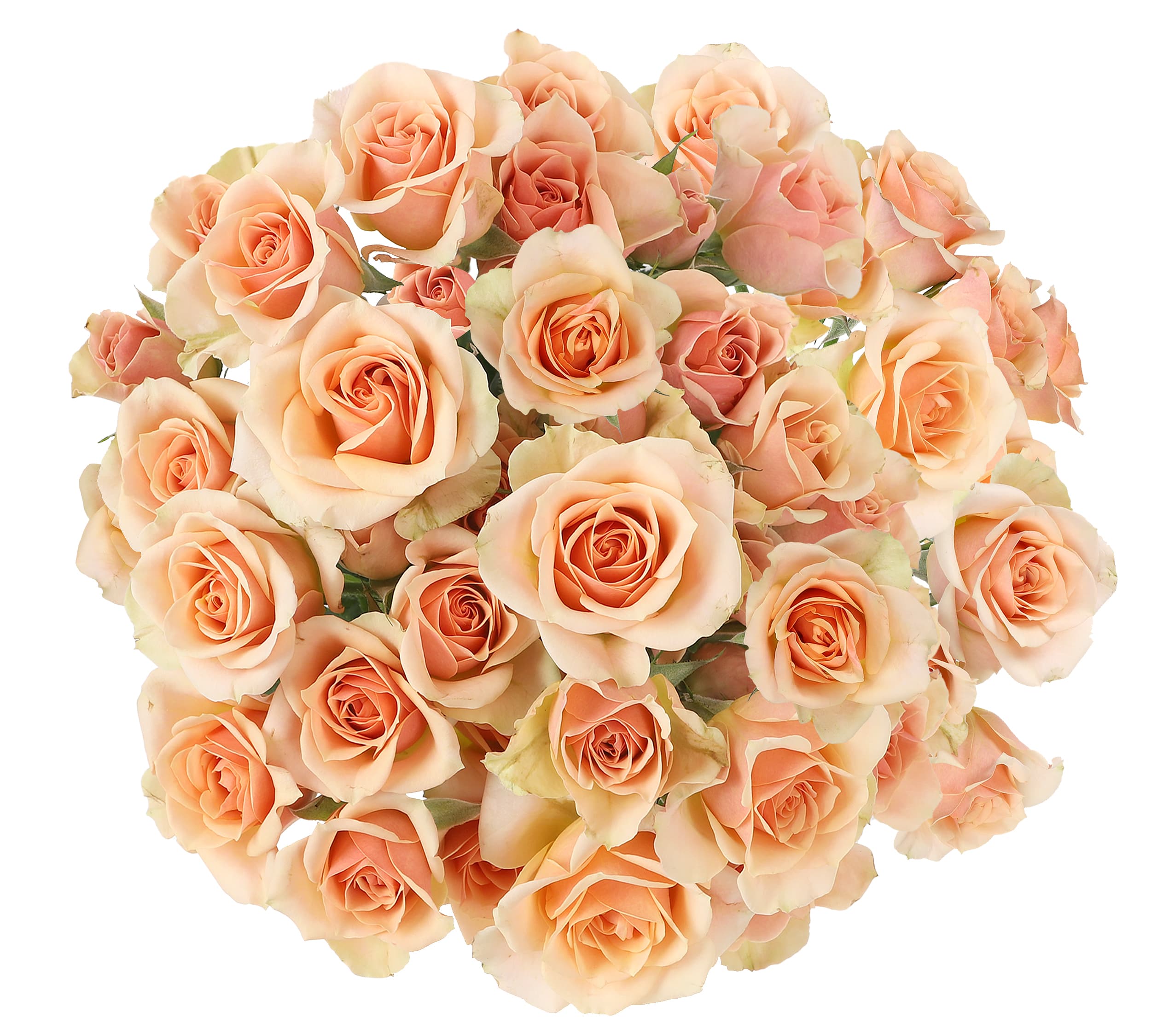 Spray Rose Ilse Peach 40 Cm