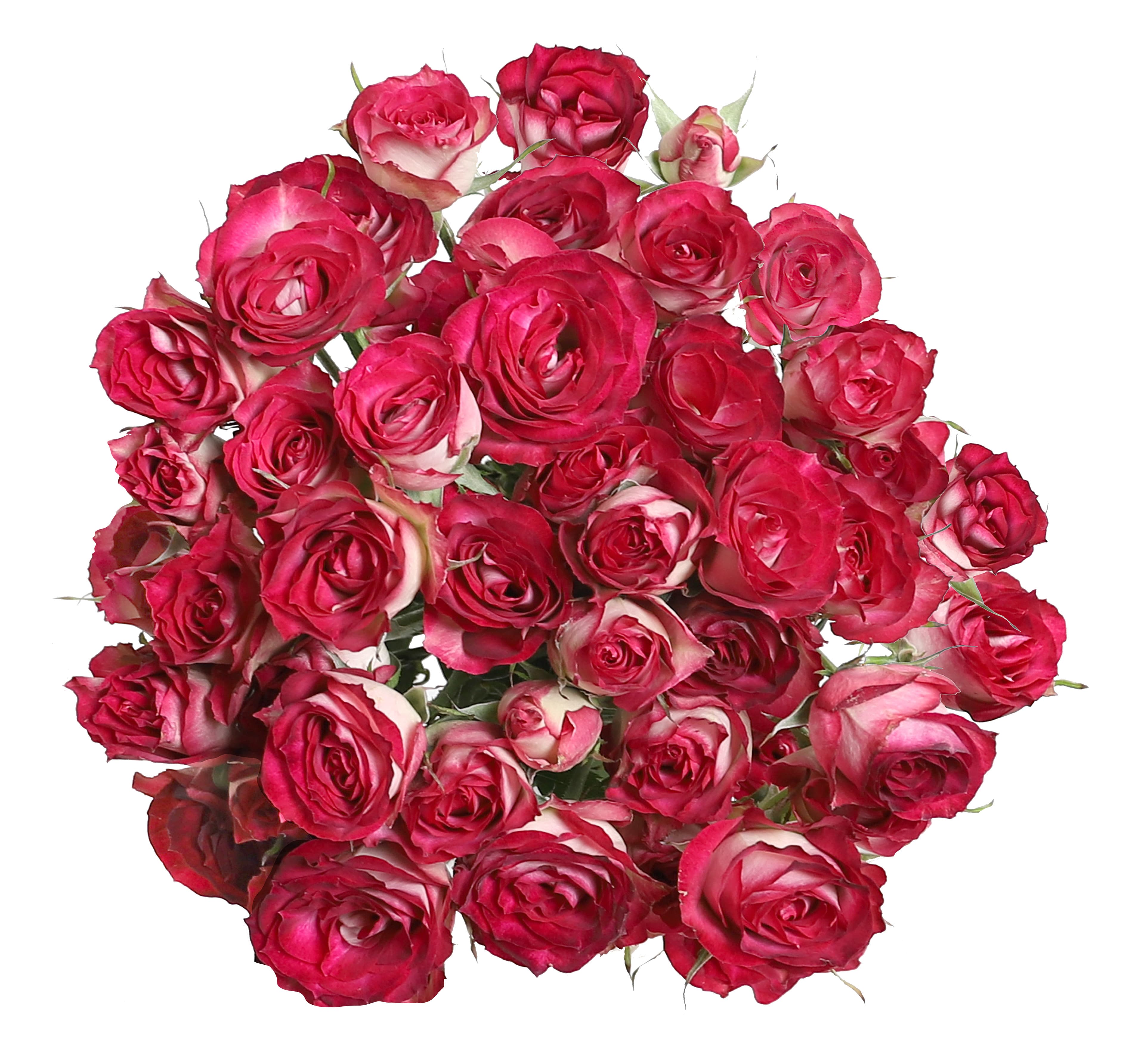 Spray Rose Bell Pearl Bi White/red 70 Cm