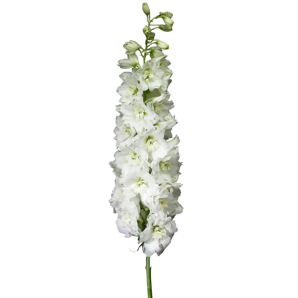 Delph Hybrid Elatum White River White 90 Cm