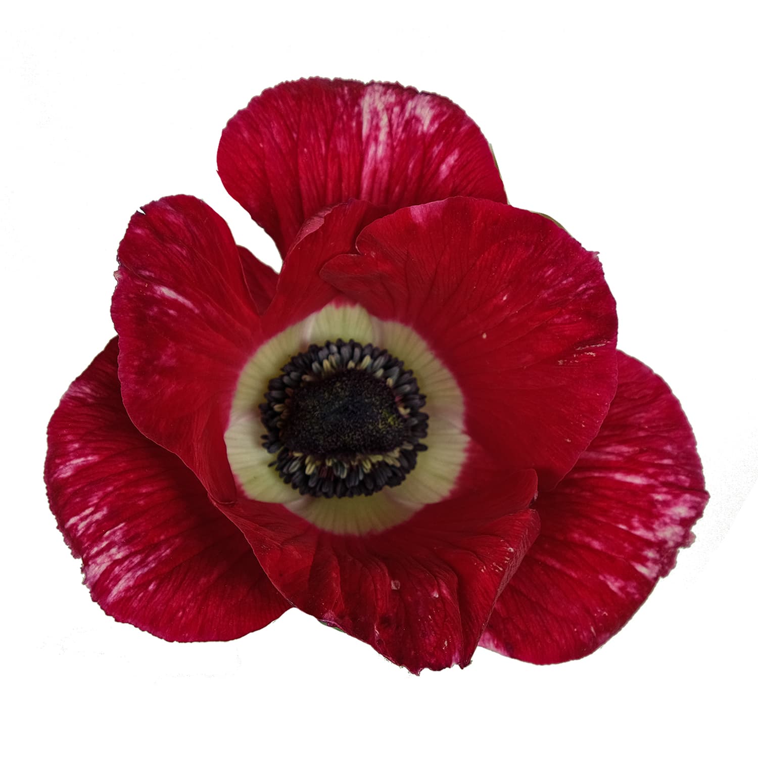 Anemone Tigger Bicolor Dark Pink/wh 35 Cm