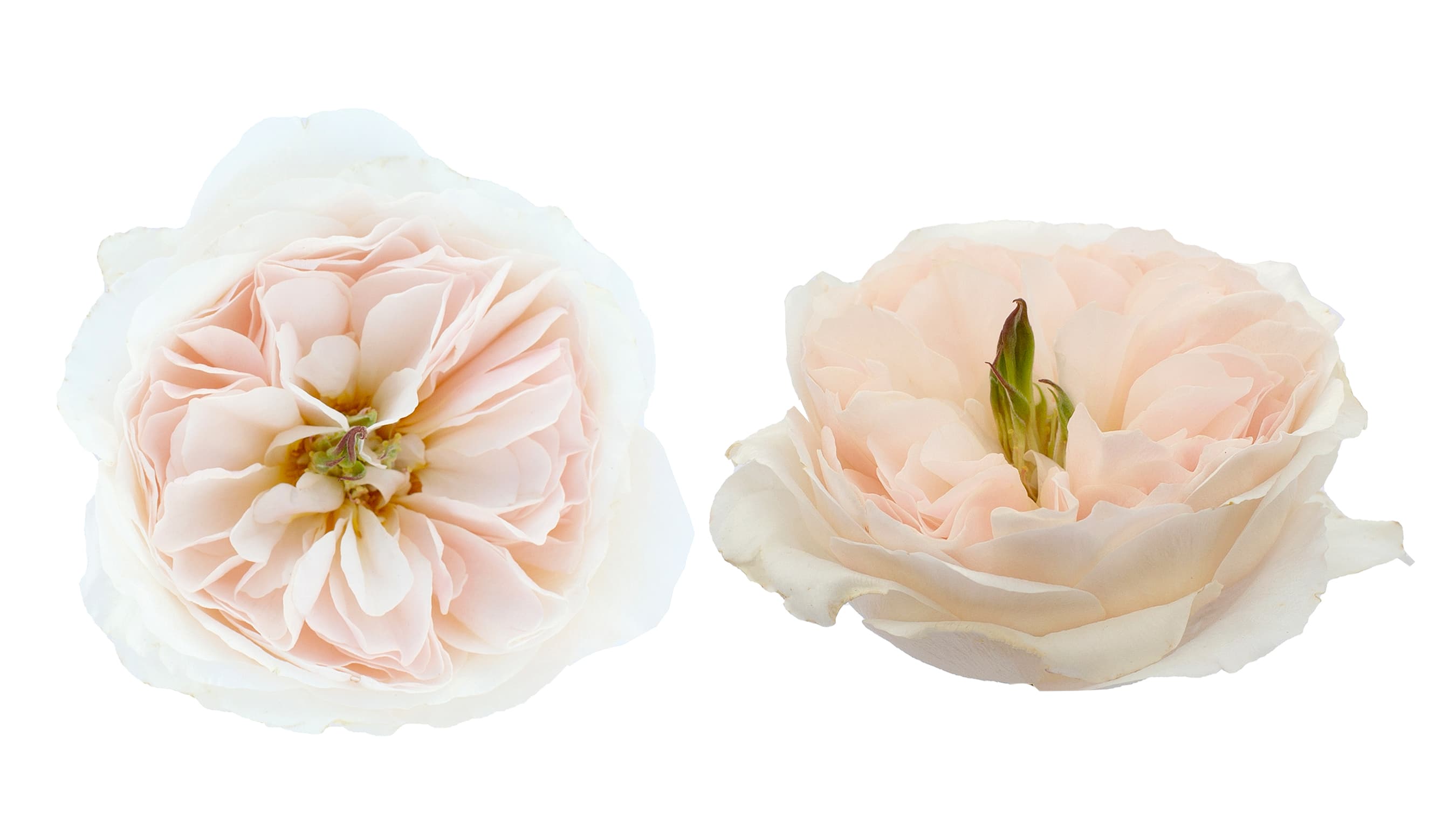 Garden Rose David Austin Charity Pink 40/50 Cm