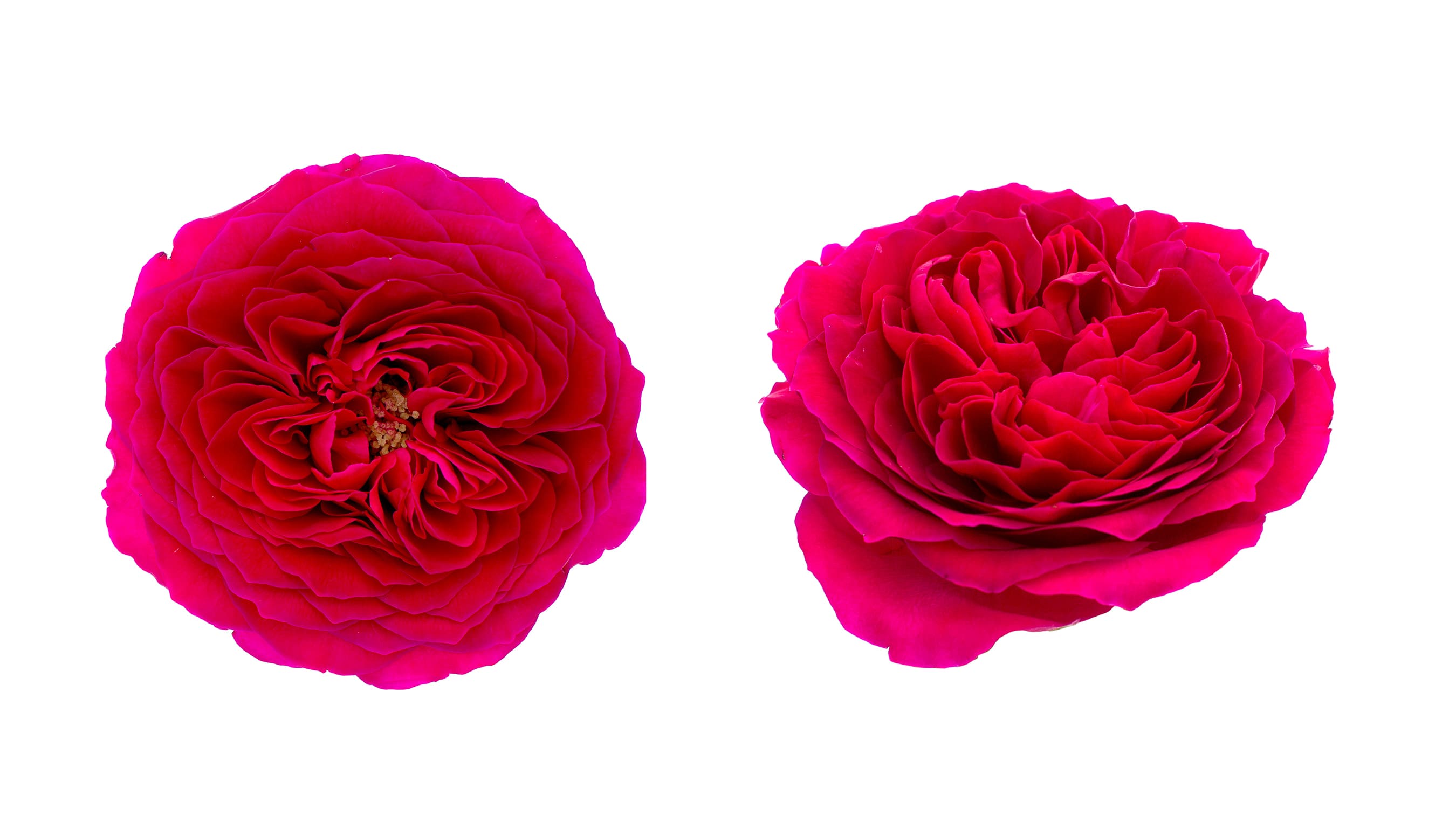 Garden Rose David Austin Darcey Dark Pink 40/50 Cm