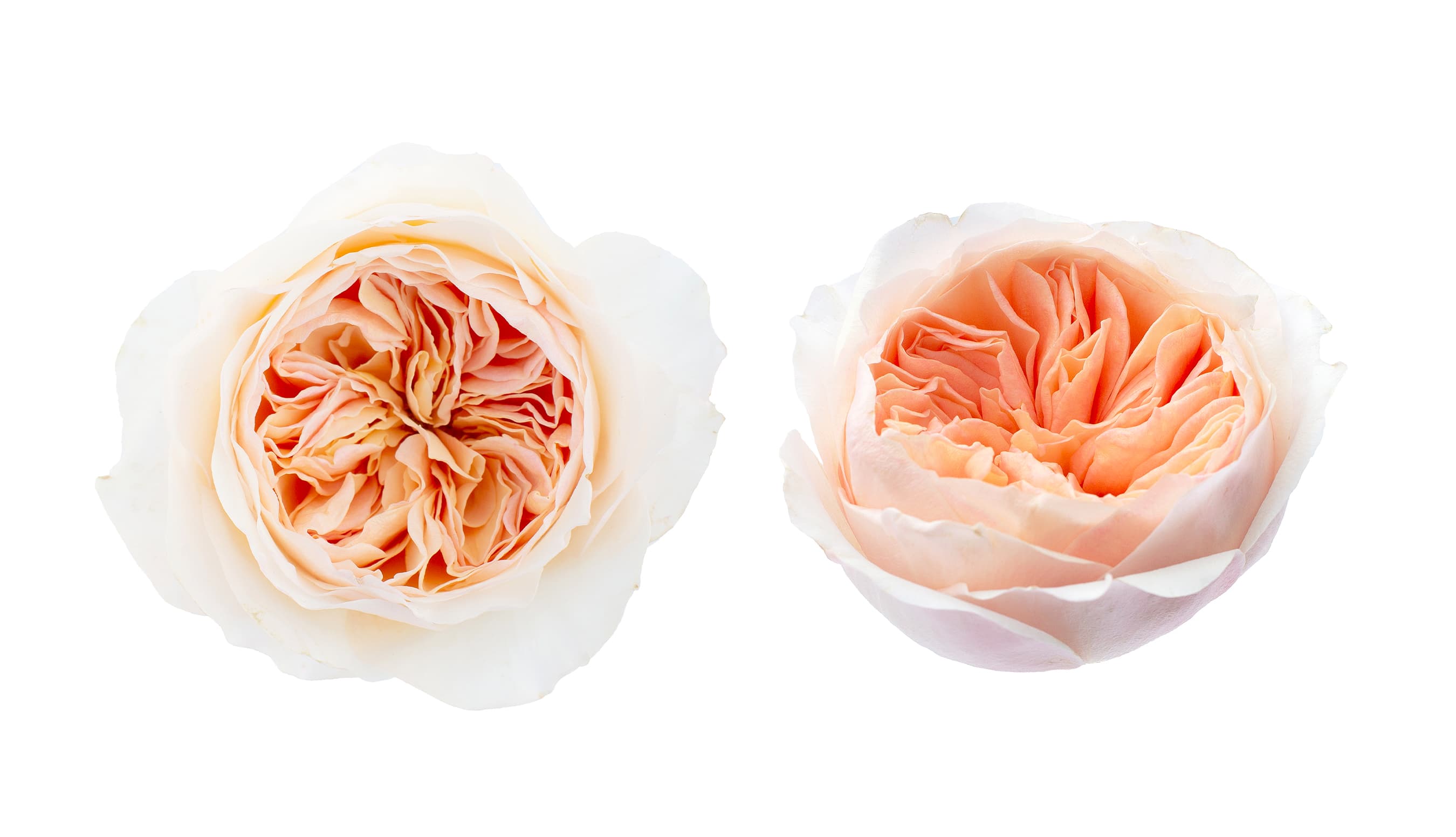 Garden Rose David Austin Juliet Peach 40/50 cm