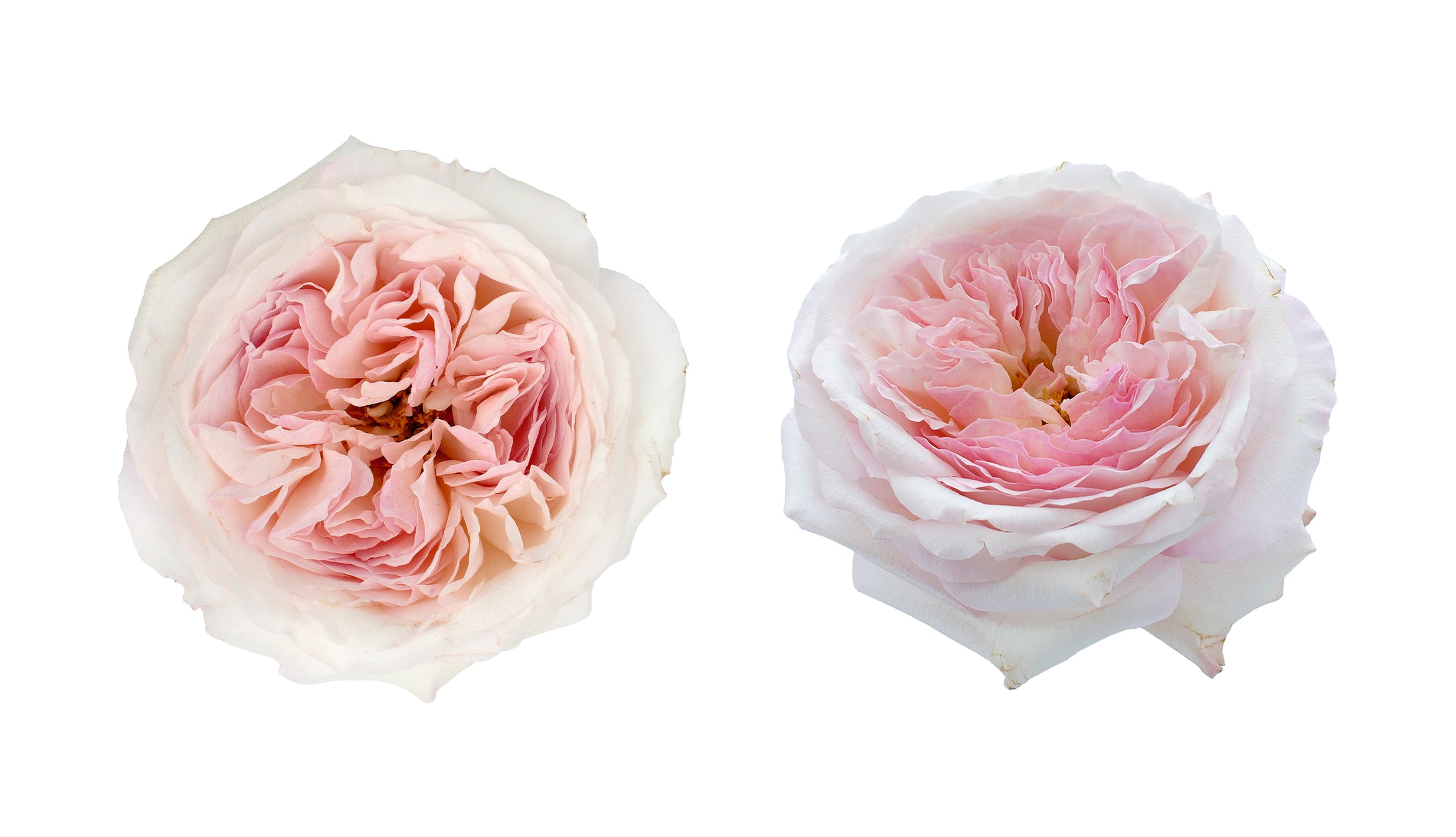 Garden Rose David Austin Keira Pink 40/50 cm