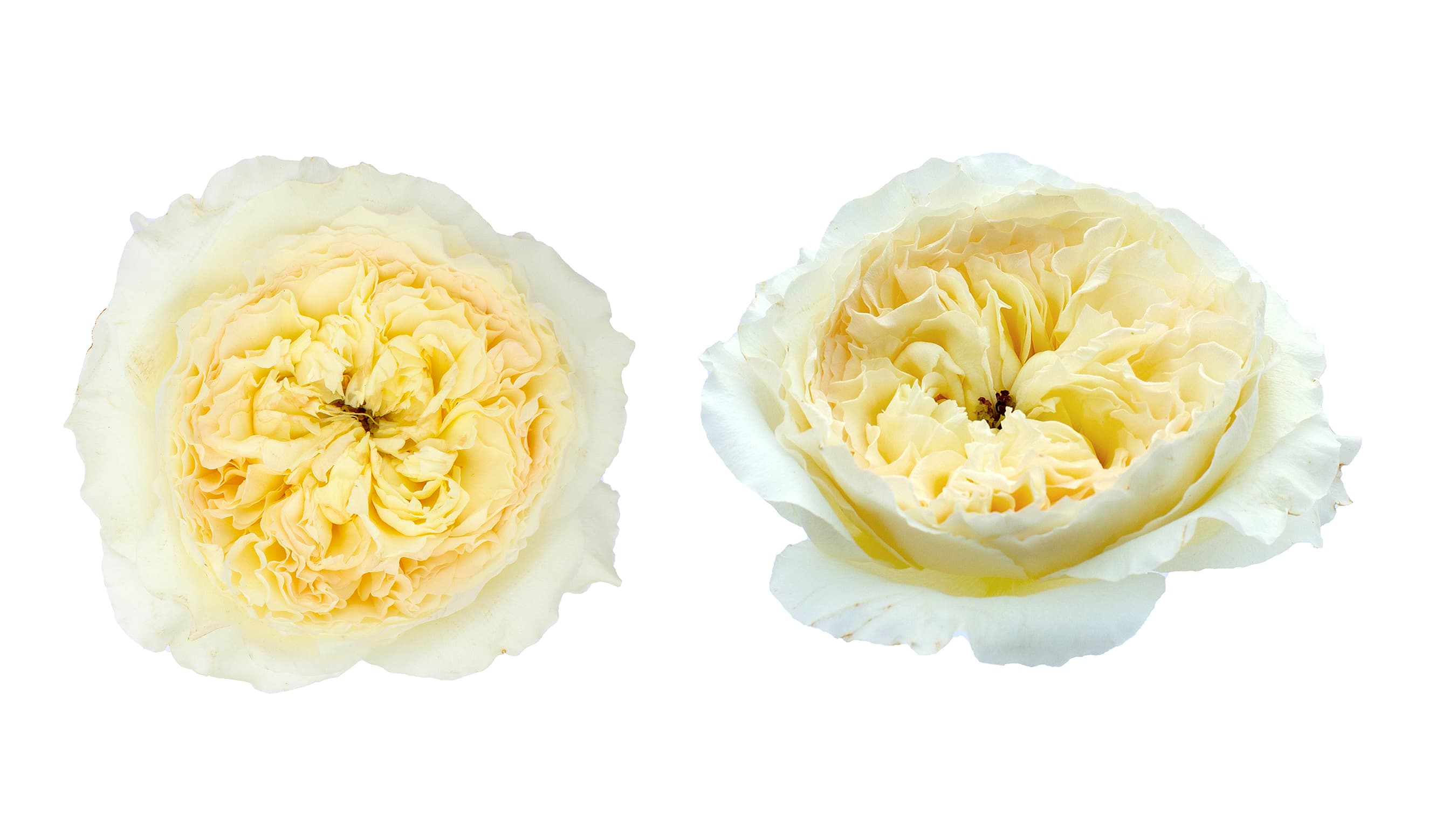 Garden Rose David Austin Patience White 40/50 cm
