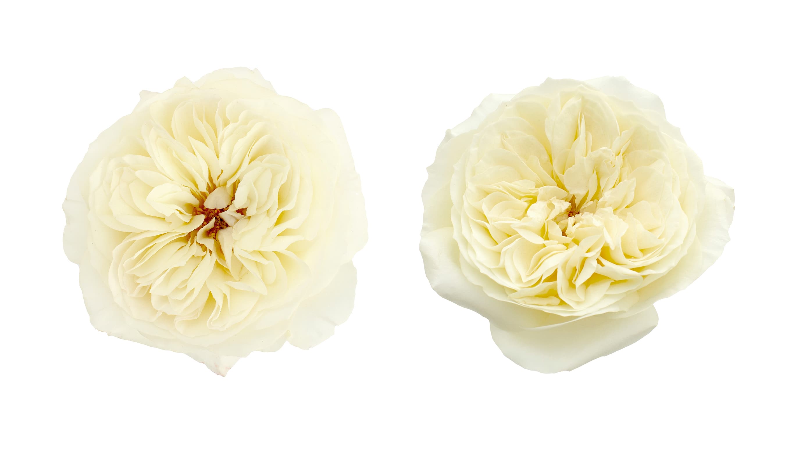 Garden Rose David Austin Leonora Creamy White 40/50 cm
