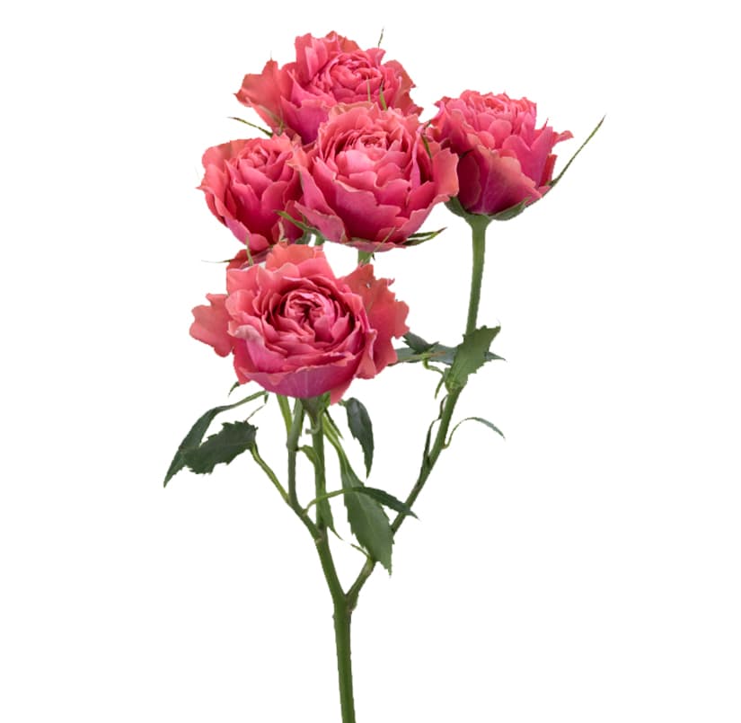 Spray Rose Premium Bellalinda Glee Coral Coral 50 Cm