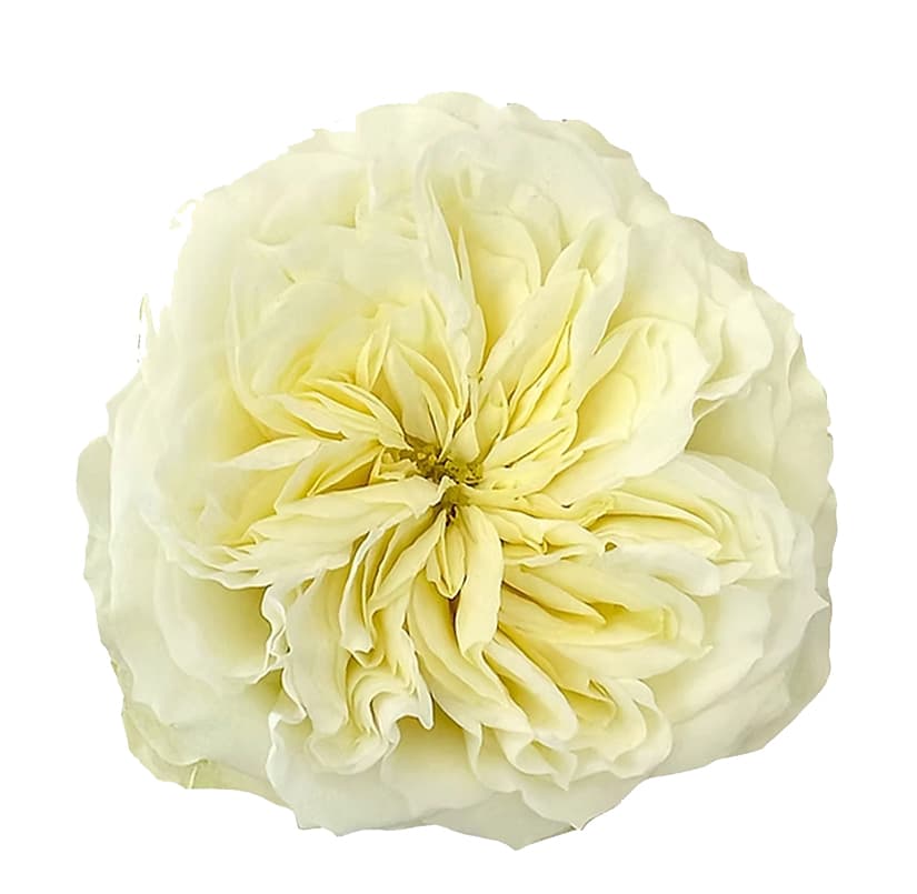 Garden Rose Mayra's White White 50 cm