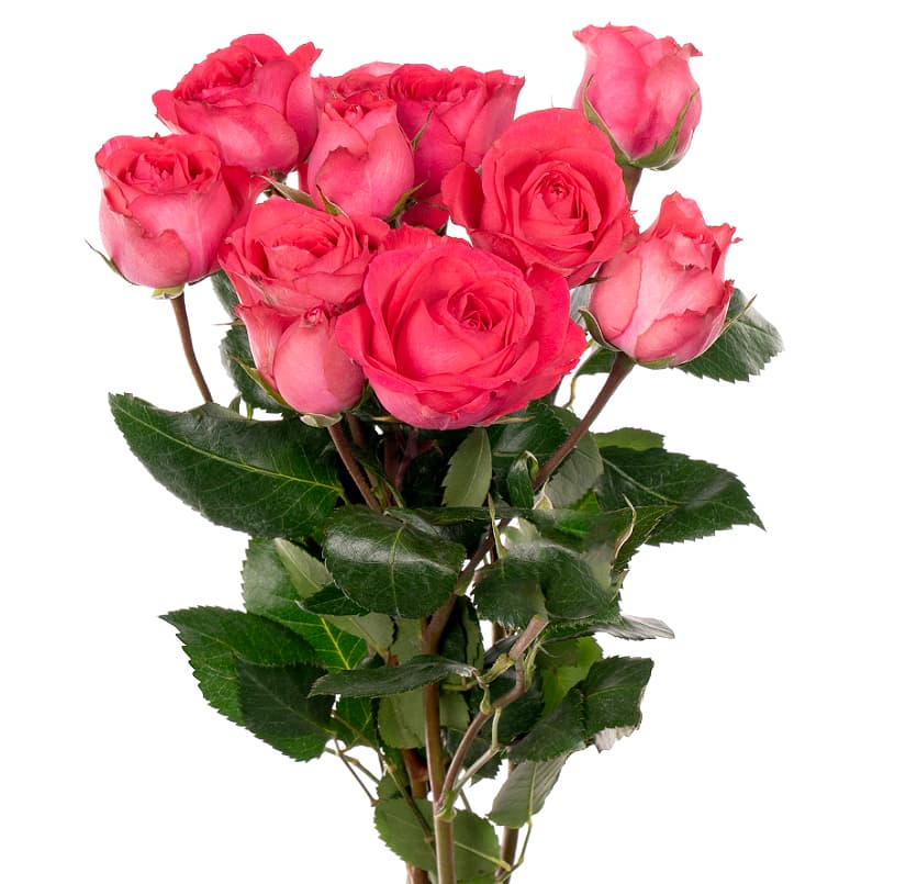 Spray Rose Premium Bellalinda Cerise Dark Pink 50 Cm