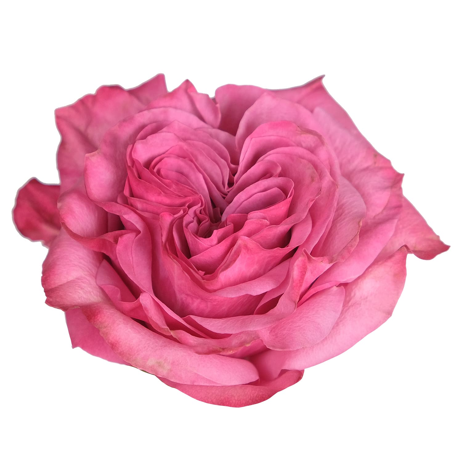 Rose Country Blues Mauve Pink 40 cm