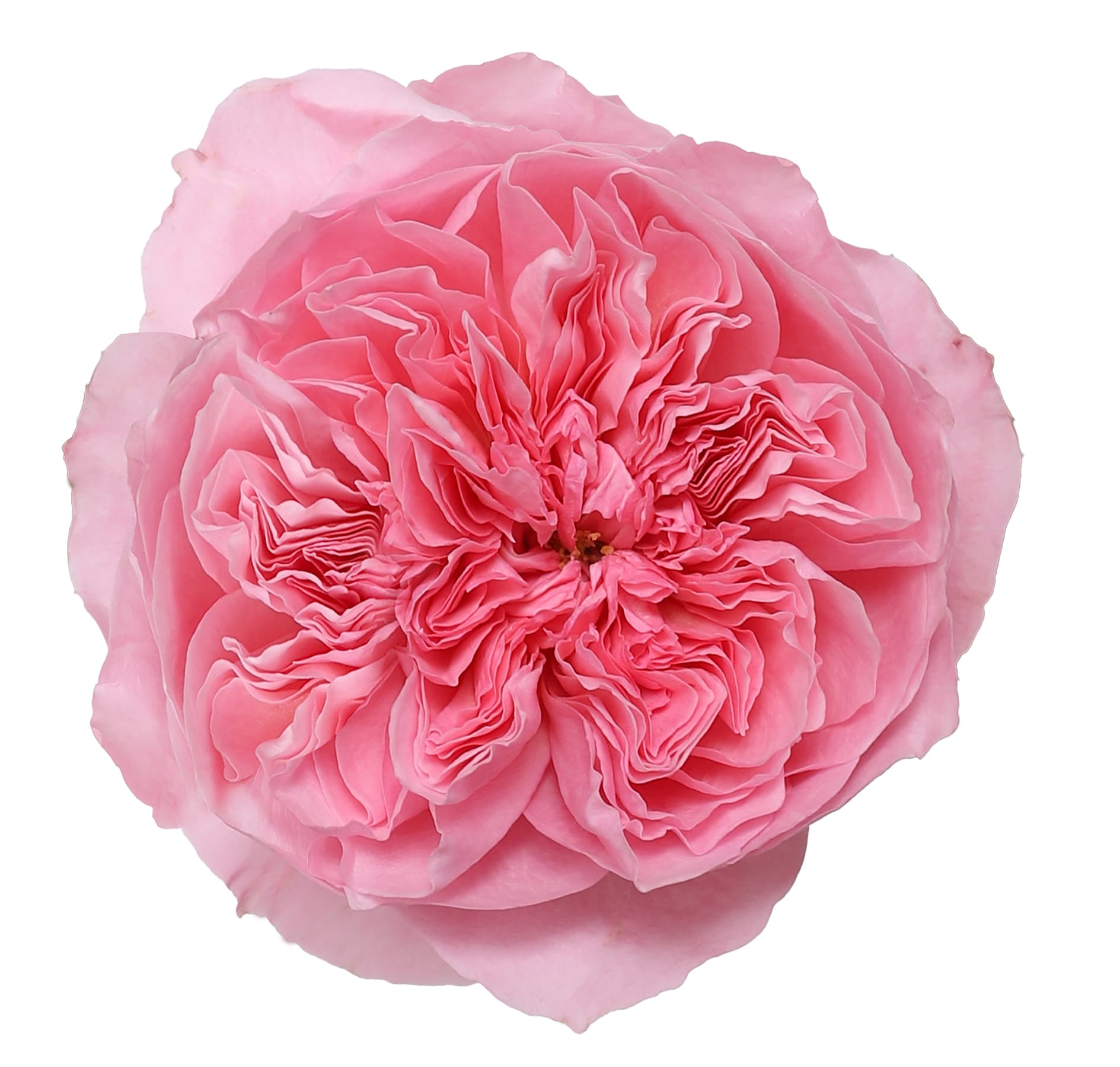 Garden Rose David Austin Ottilie Pink 40/50 Cm