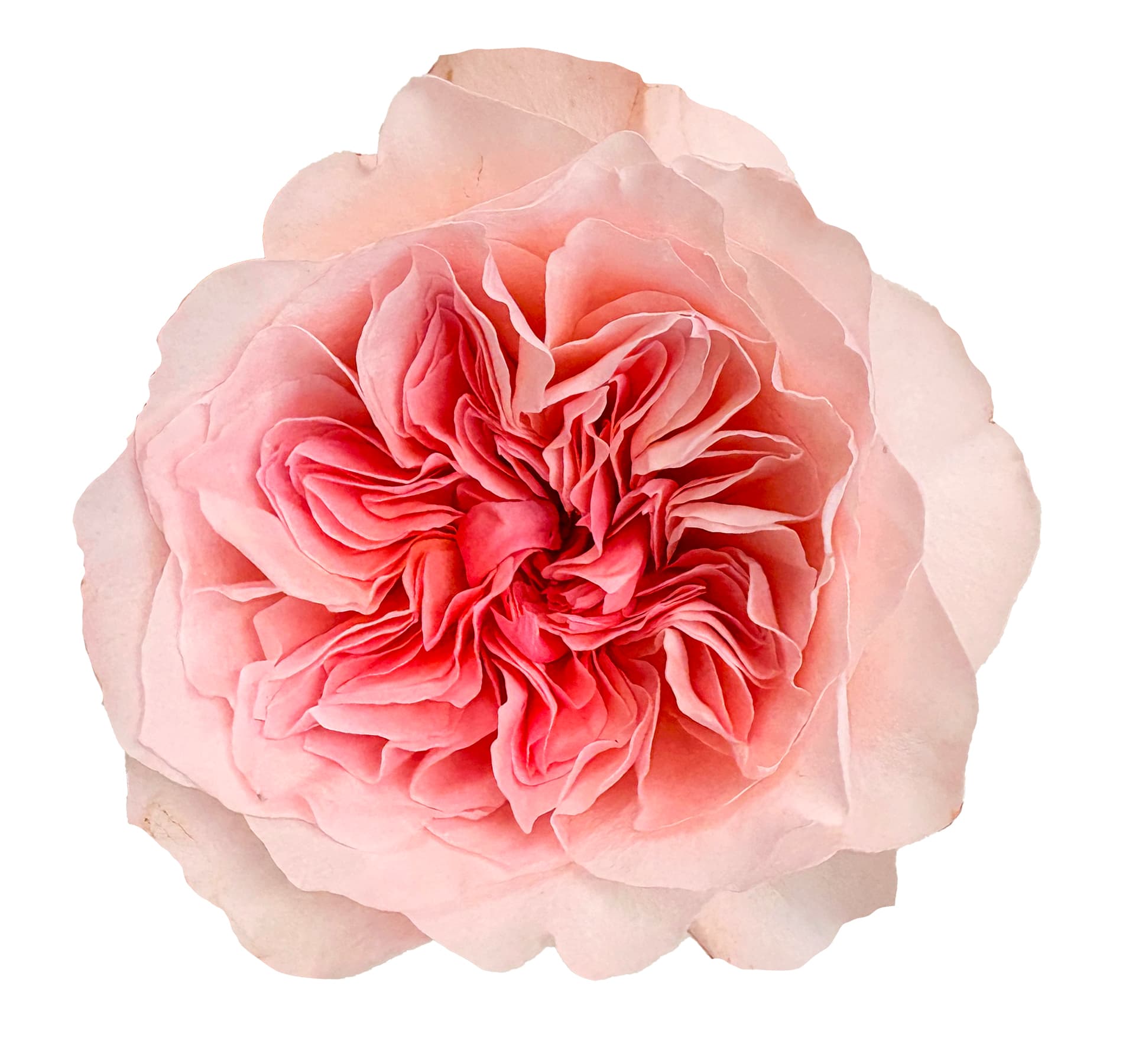 Garden Rose David Austin Ariadne Blush Pink 40/50 Cm