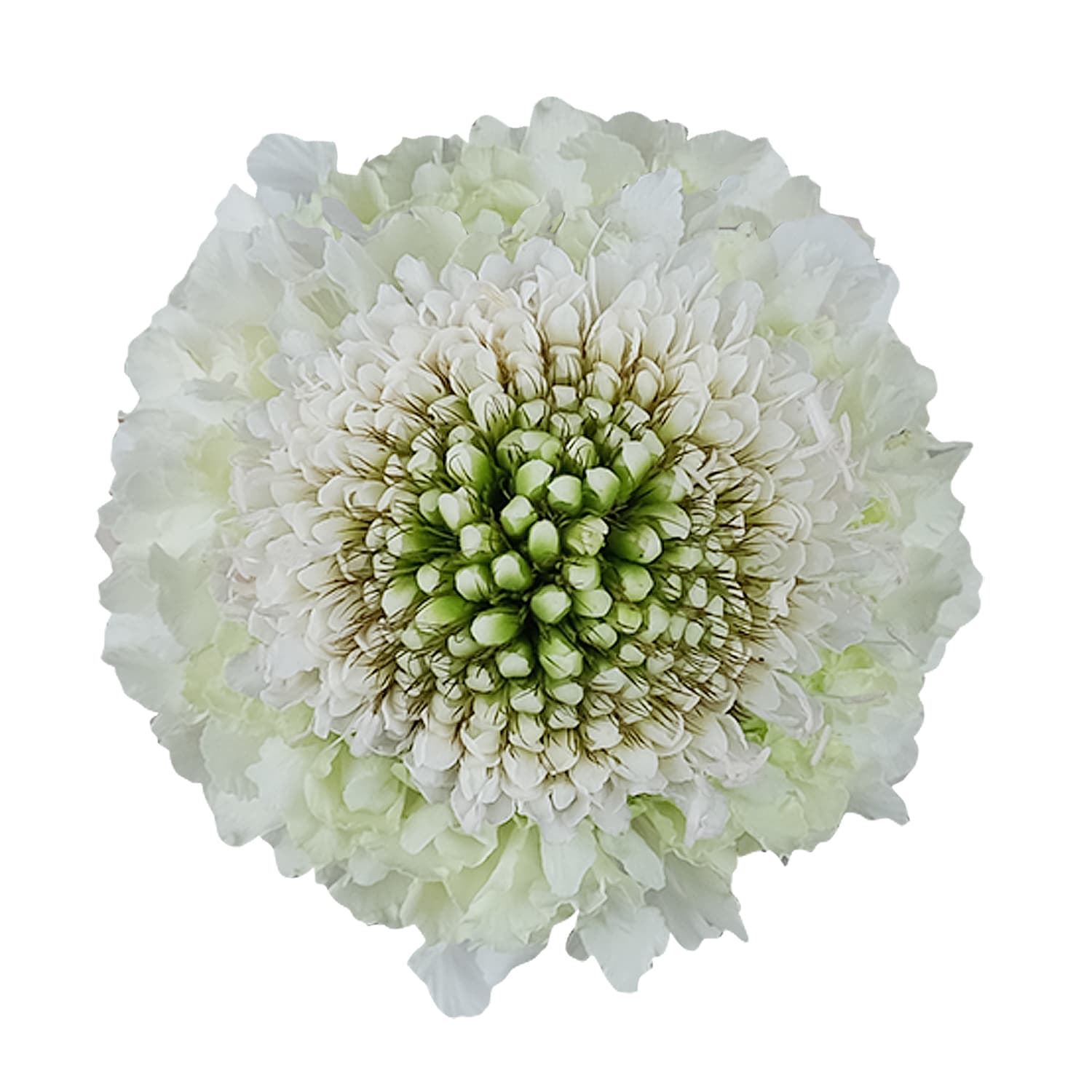 Scabiosa Focal Scoop White 60 Cm