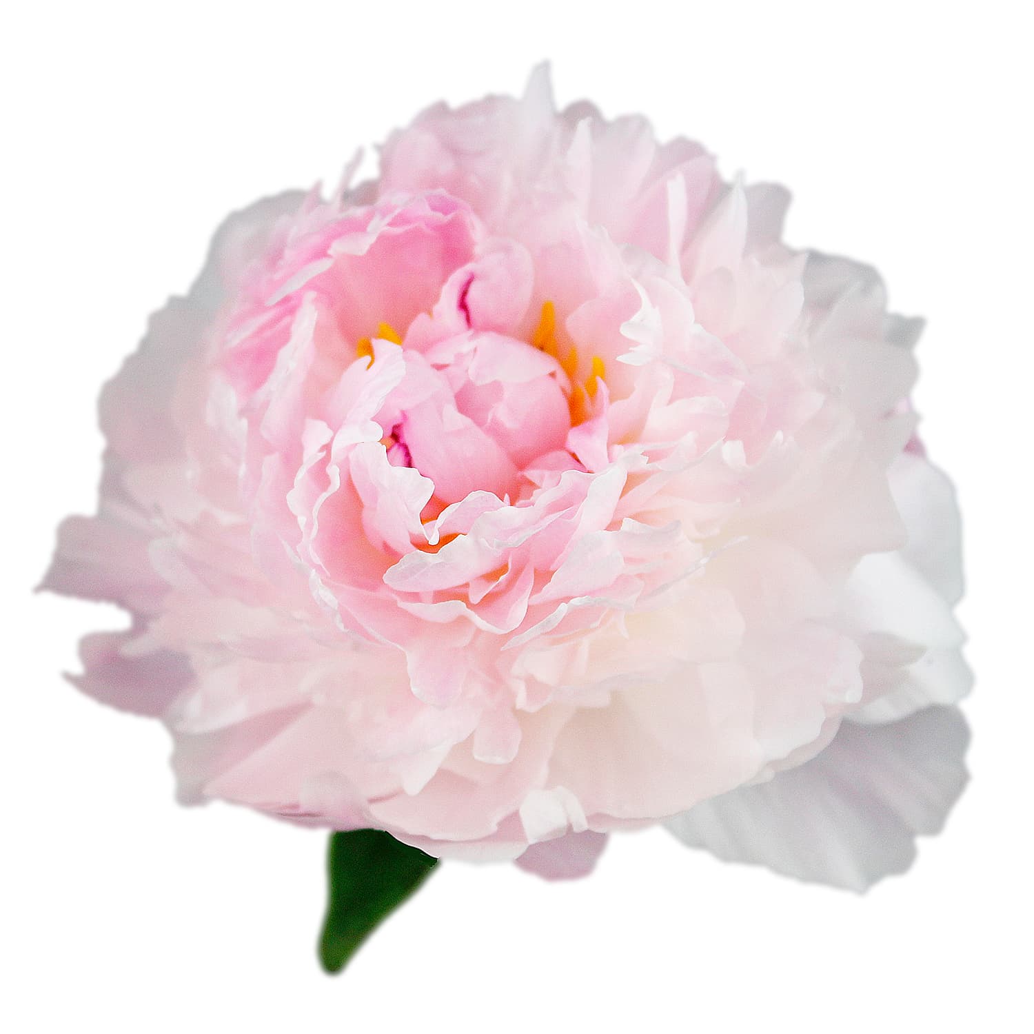 Peony Sarah Bernhardt Pink 55 Cm