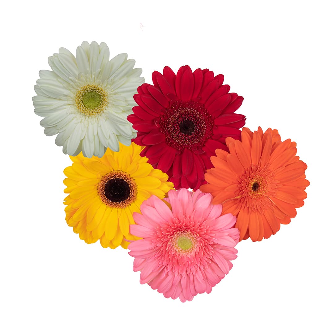 Gerbera Assorted 50 Cm