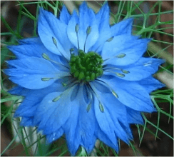 Nigella Nigella Blue 60 Cm