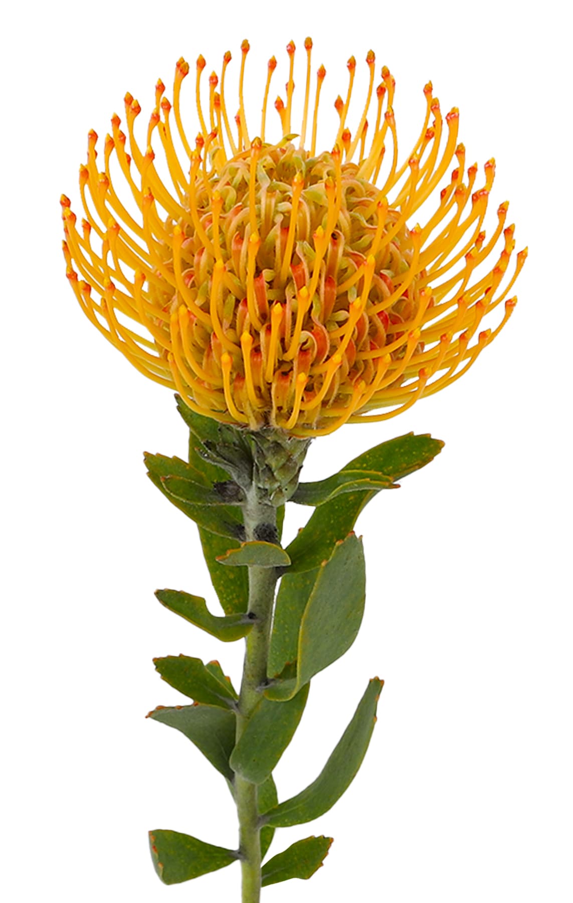 Protea Pin Cushion Solei Bi Yellow 50 Cm