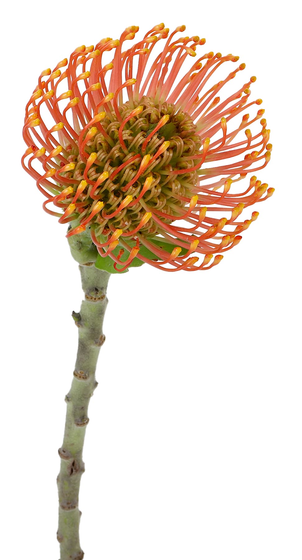 Protea Pin Cushion Moonlight Bi Yellow 50 Cm