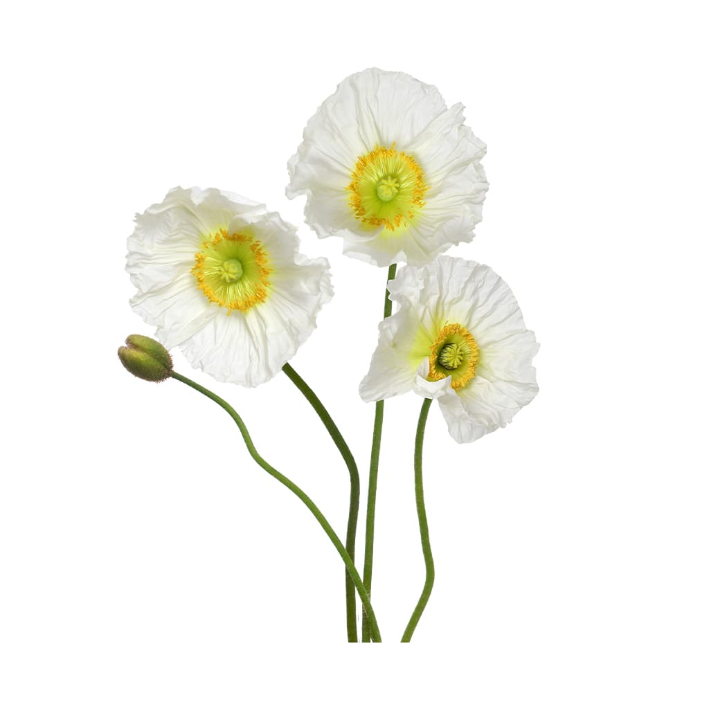 Poppy White 50 Cm