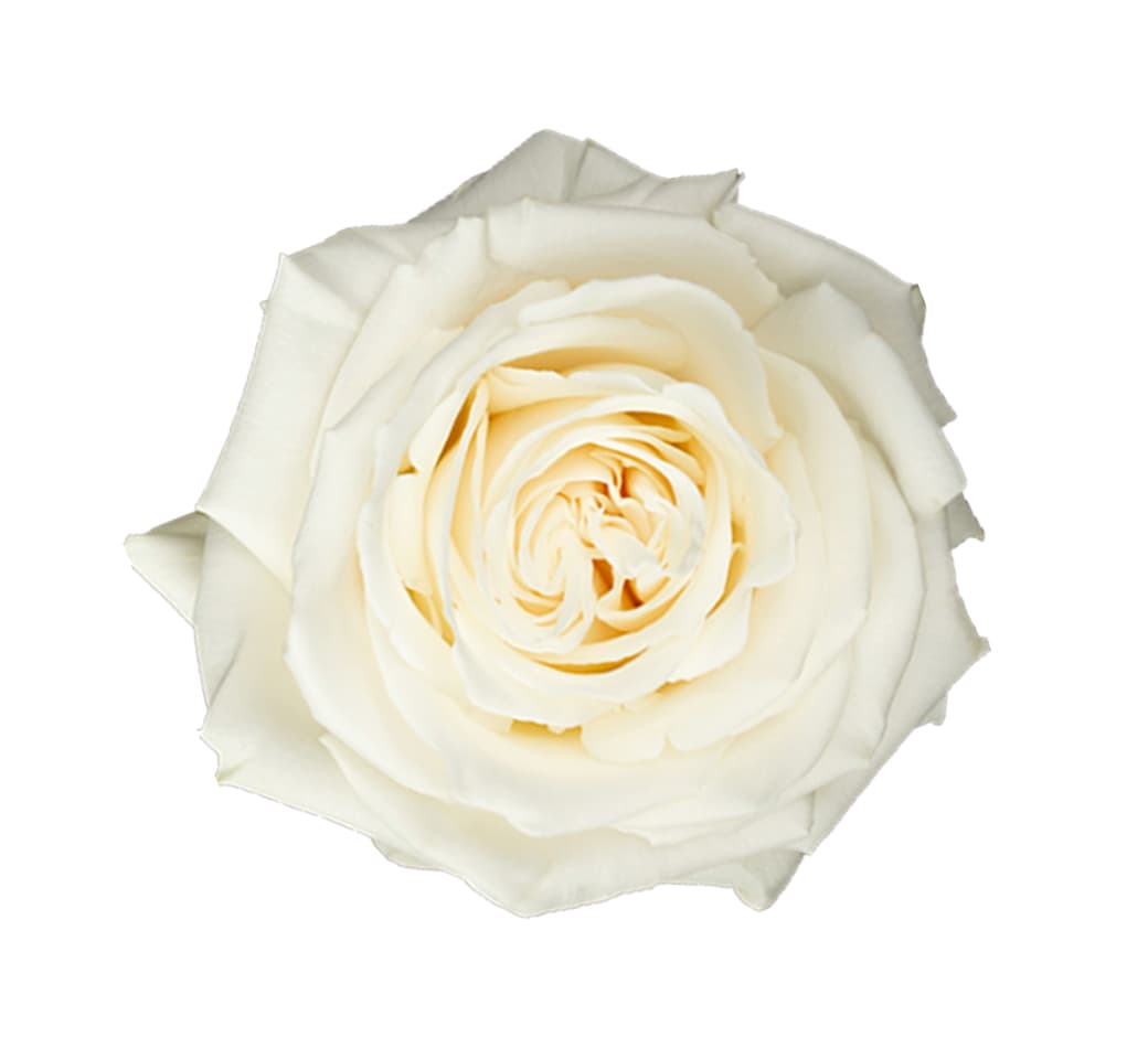 Rose Playa Blanca White 50 Cm