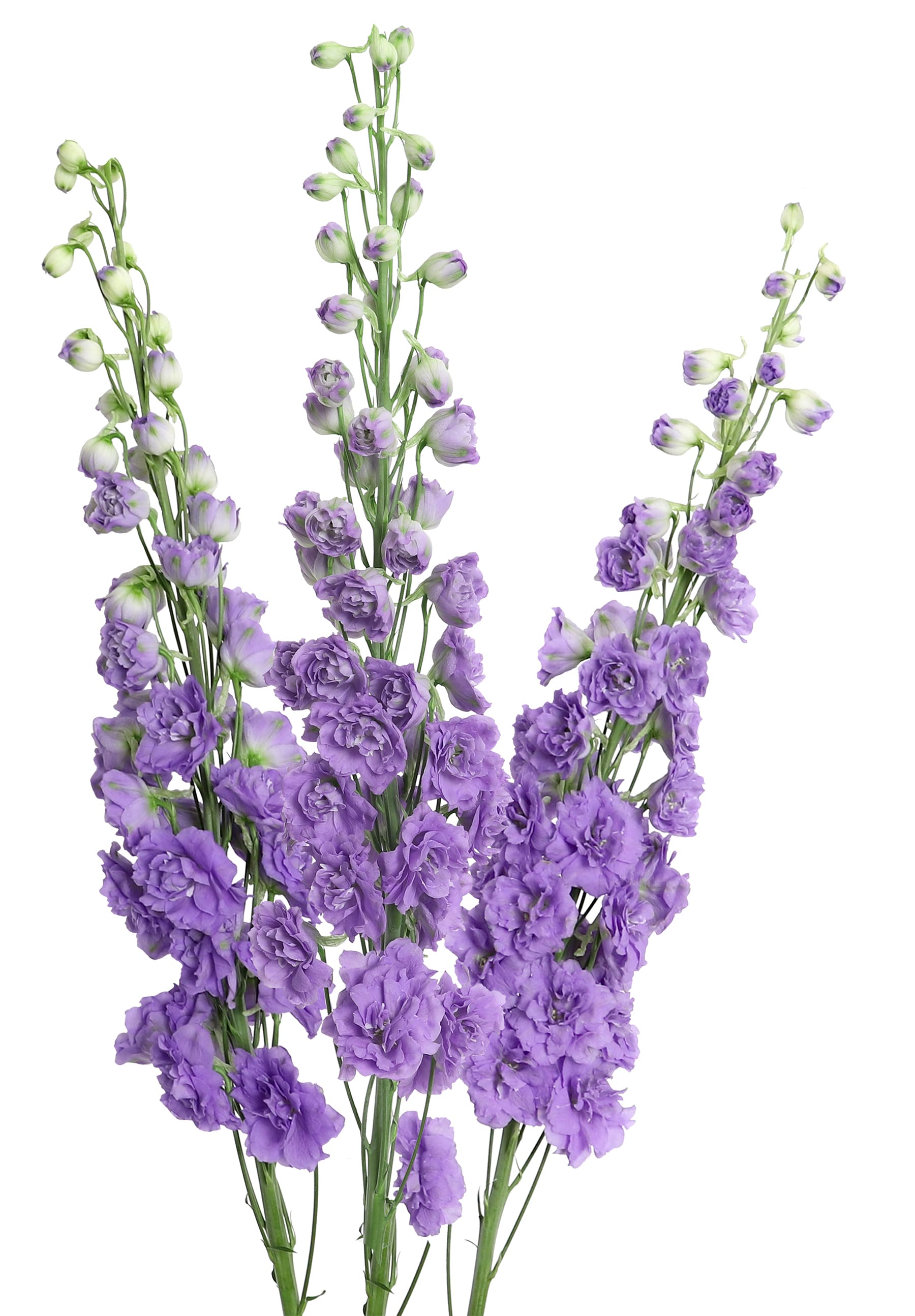 Delph Hybrid Elatum Manuela Lavender 90 Cm