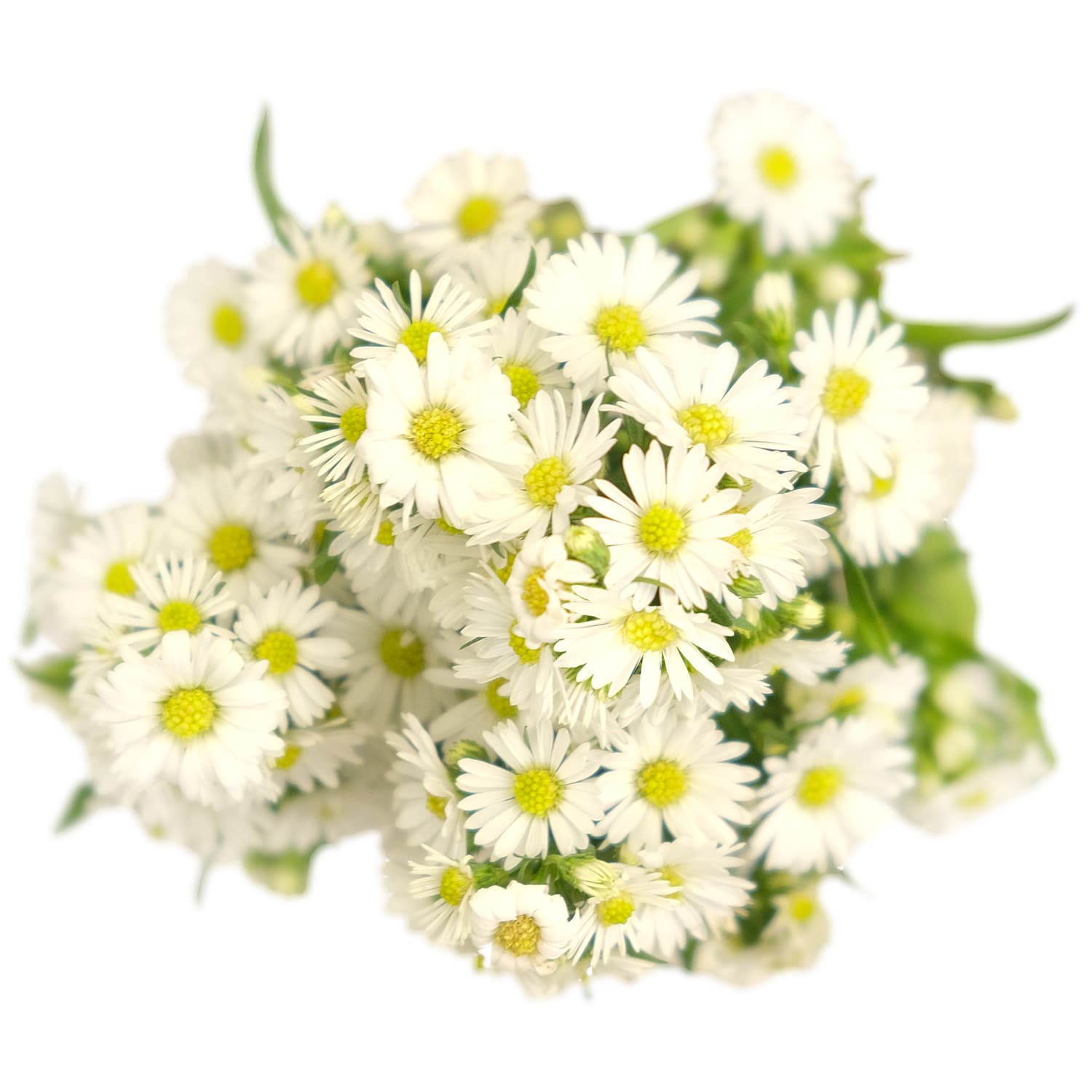 Aster Carnival White