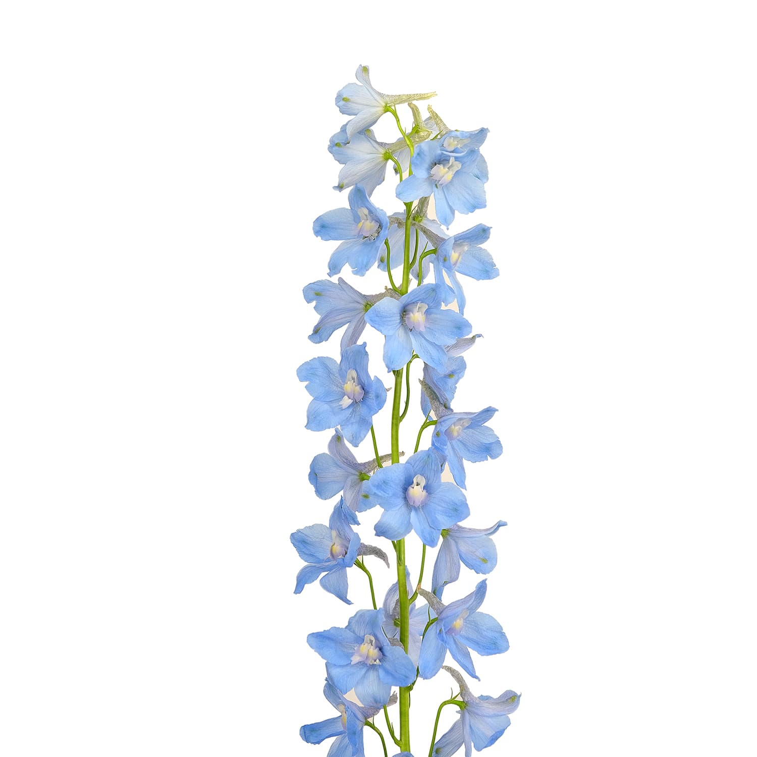 Delph Sky Waltz Light Blue 70 cm