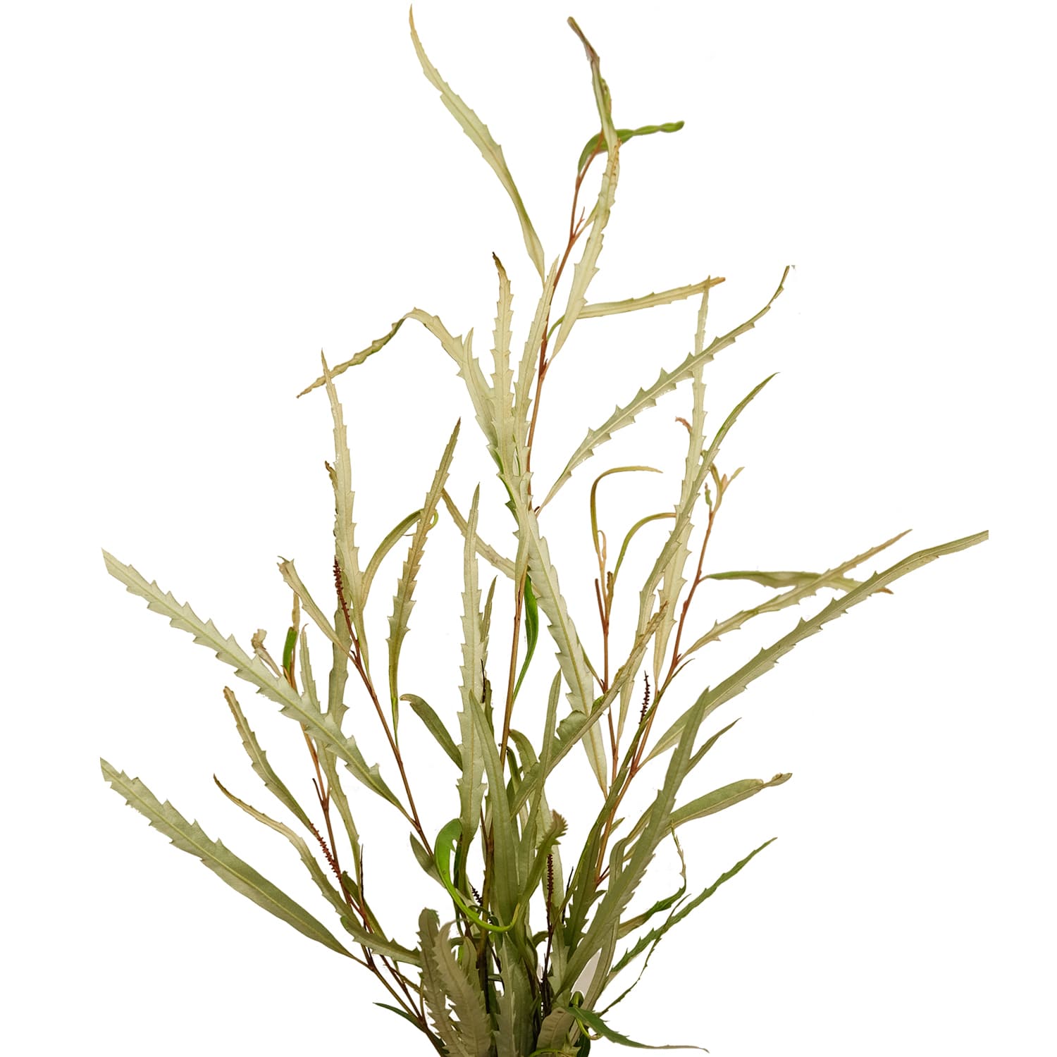 Greens Grevillea Natural Green 150 Grams
