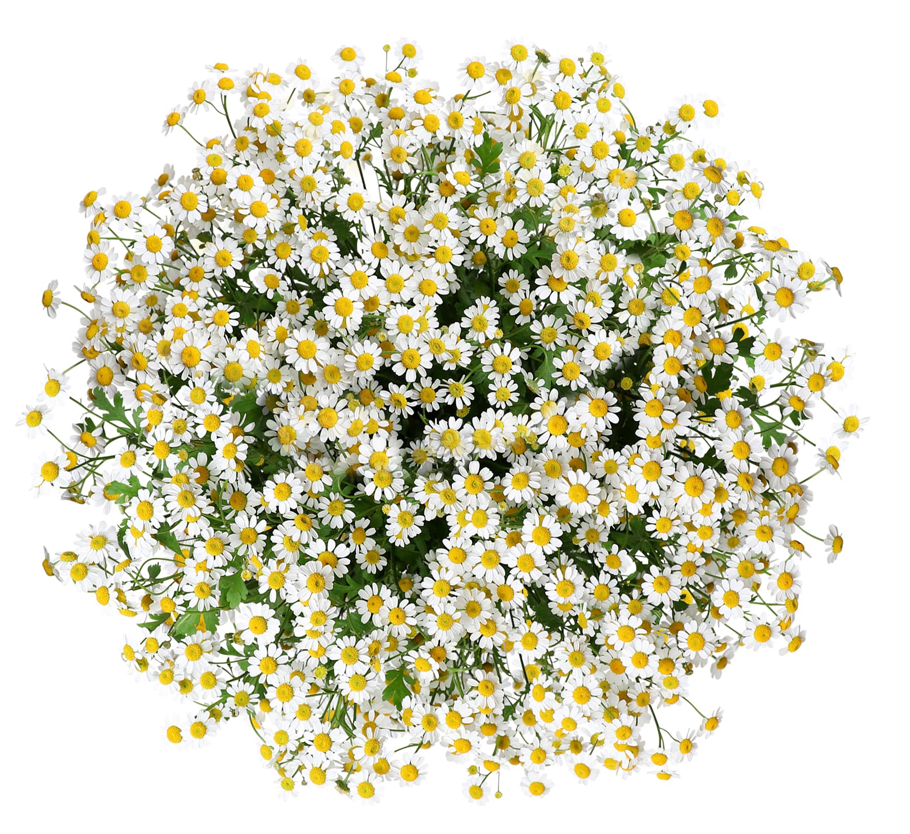 Matricaria Fever Few White 70 Cm
