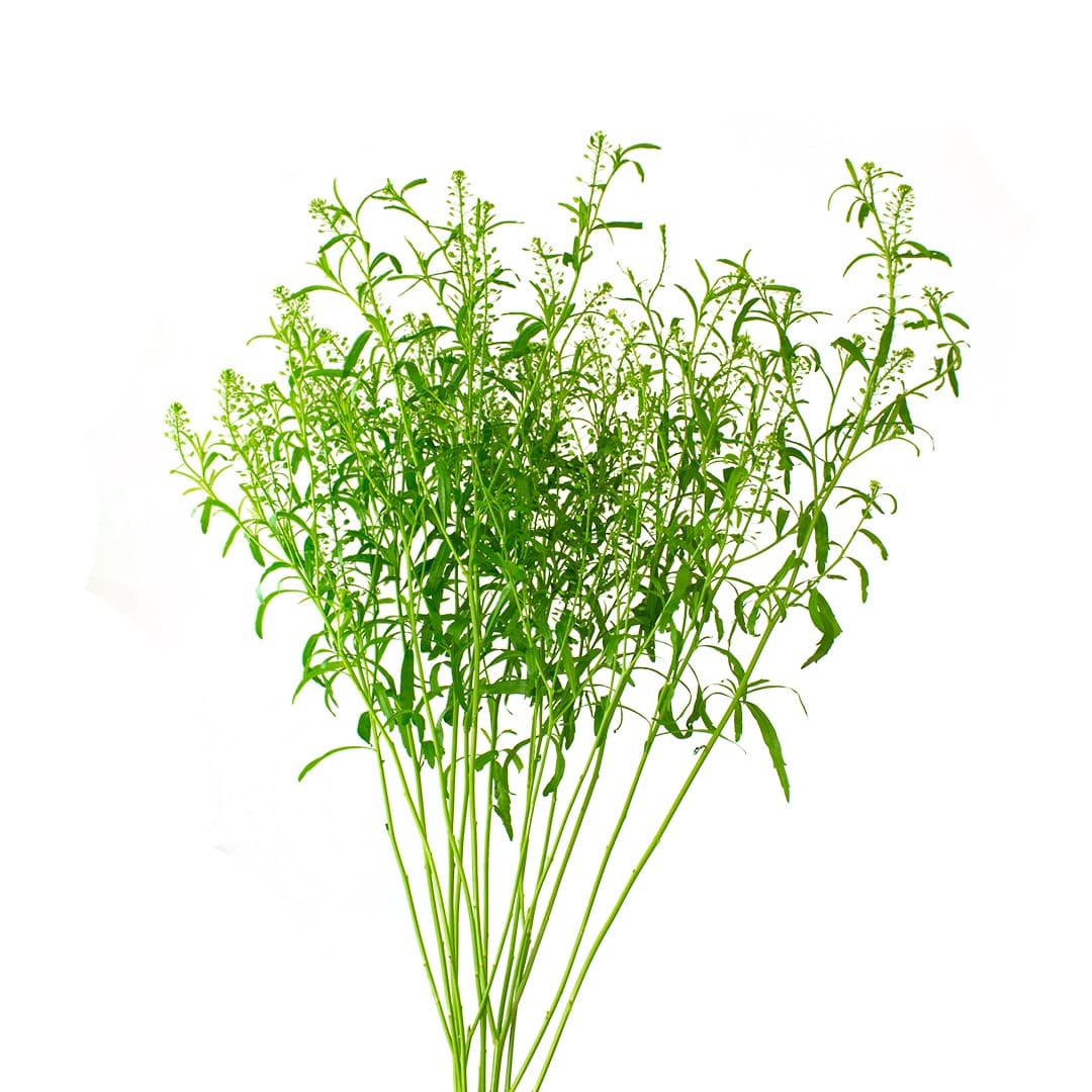 Lepidium Green Dragon Green 70 Cm