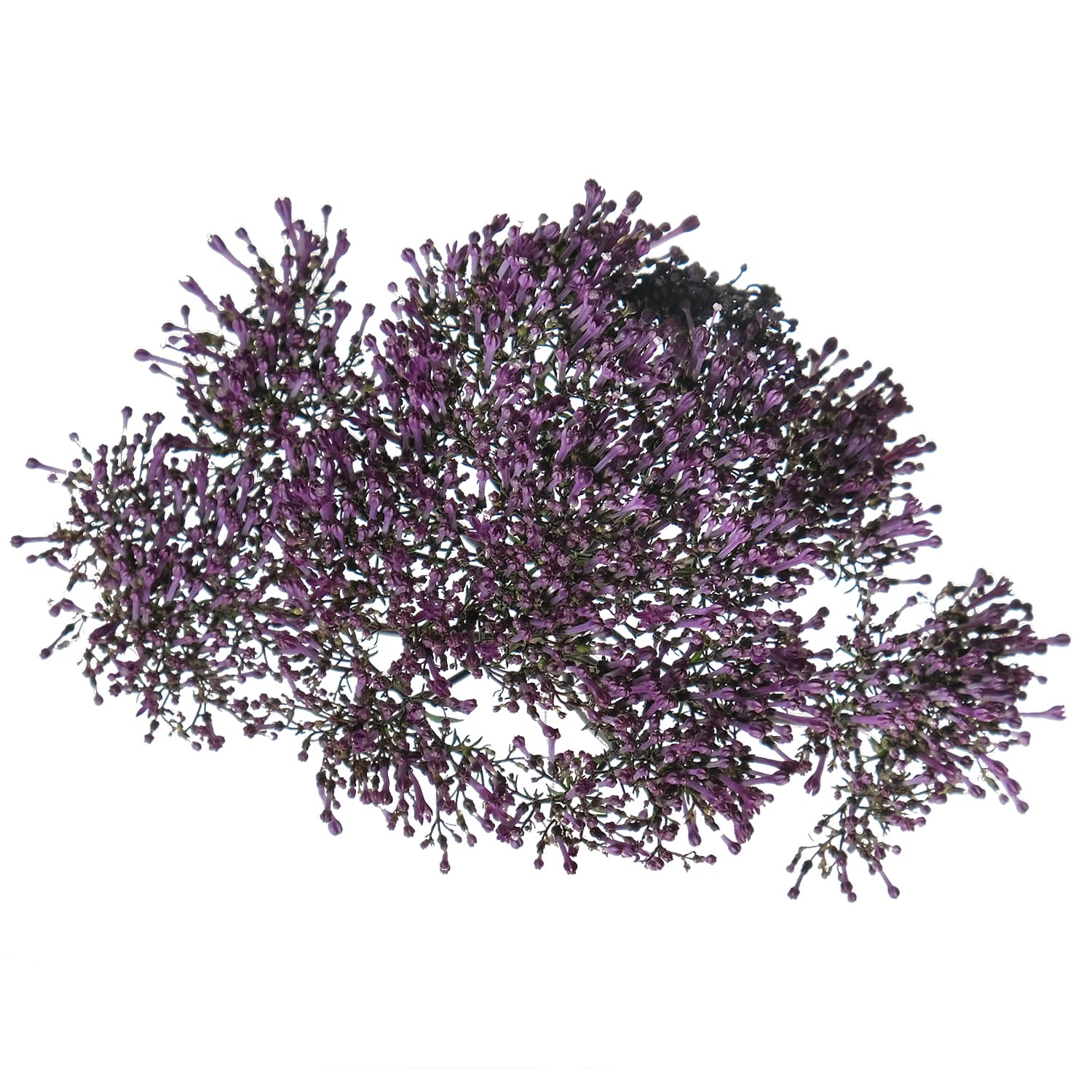 Trachelium Purple 60 cm
