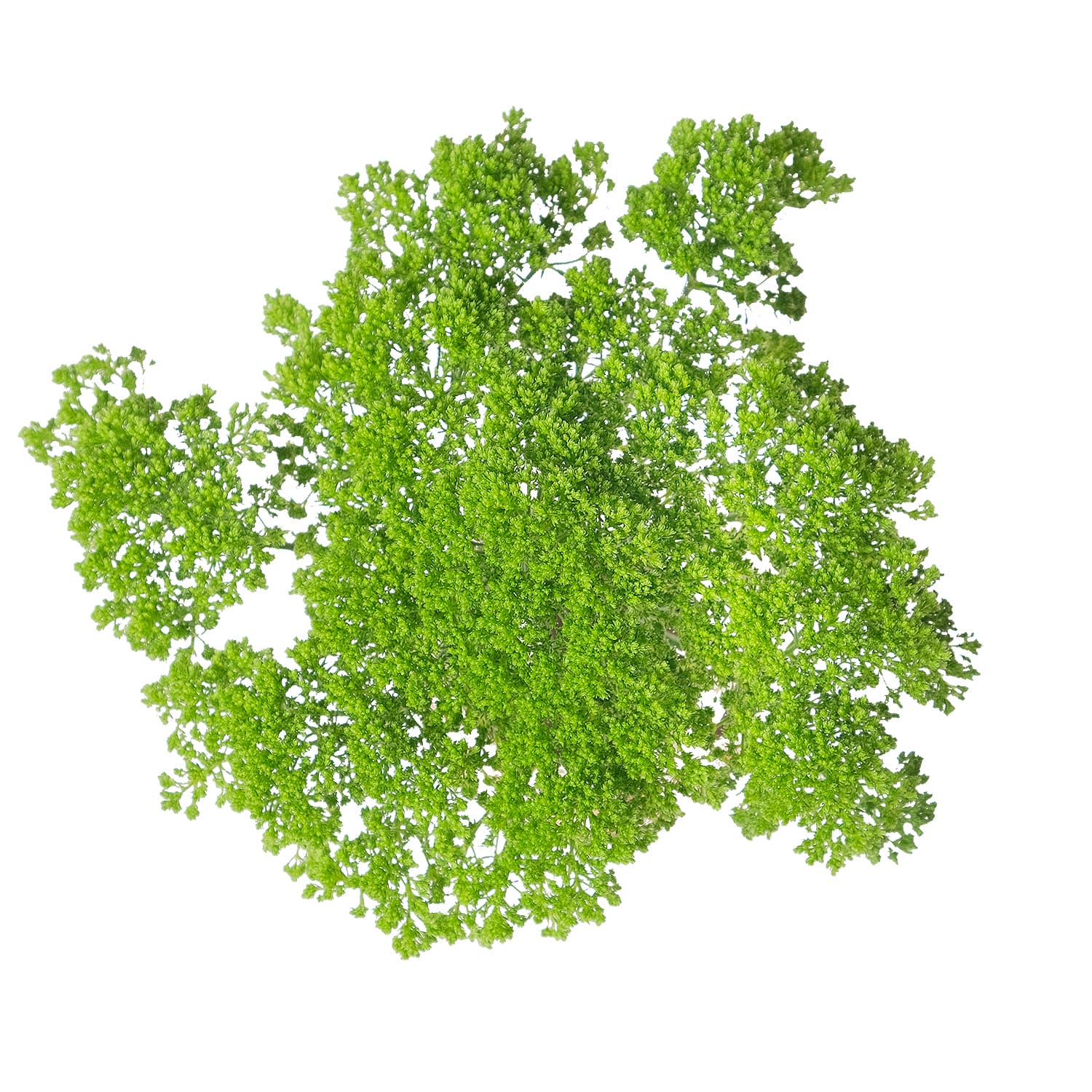 Trachelium Green 60 Cm