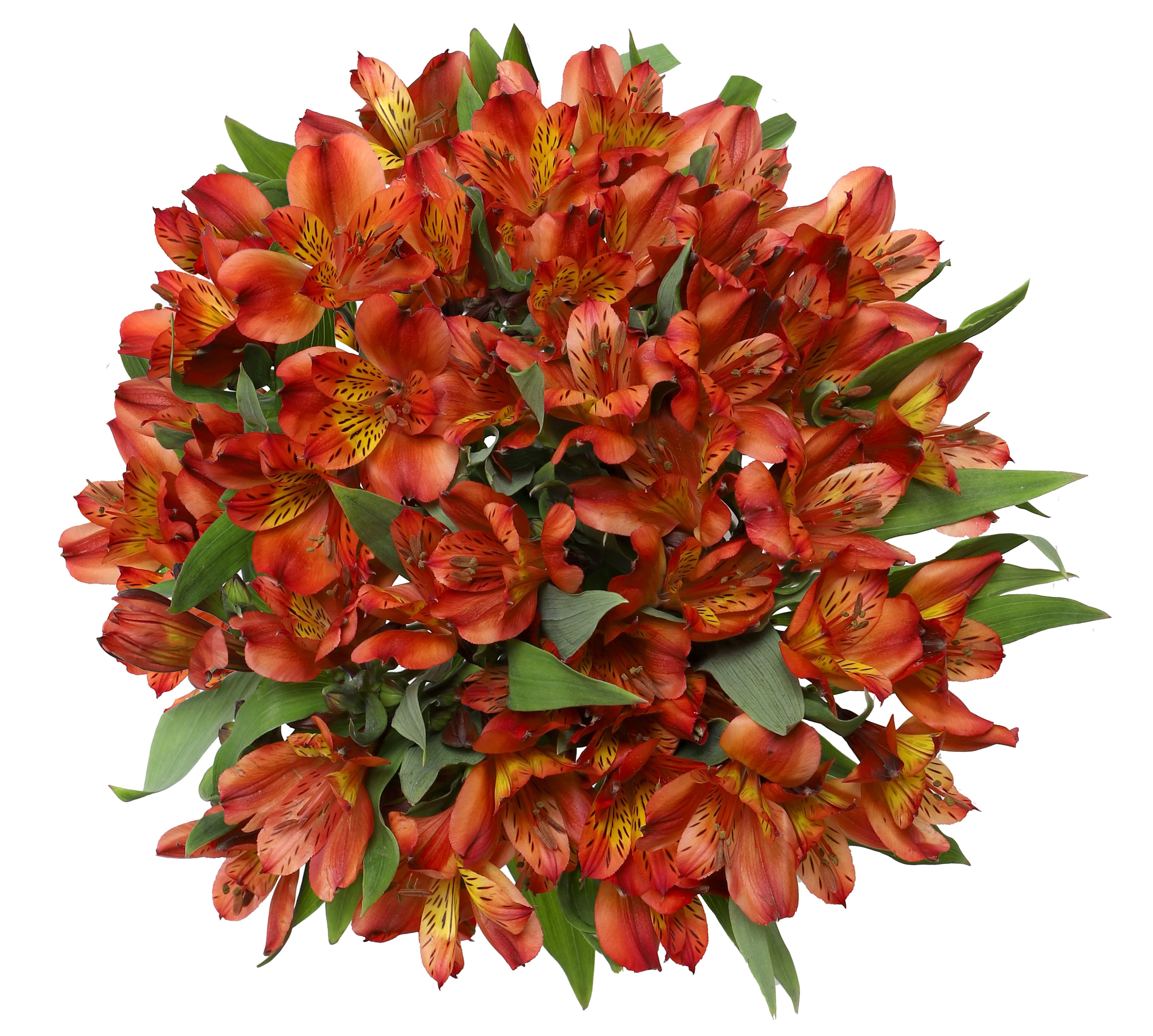 Alstro Hot Pepper Dark Orange Sel