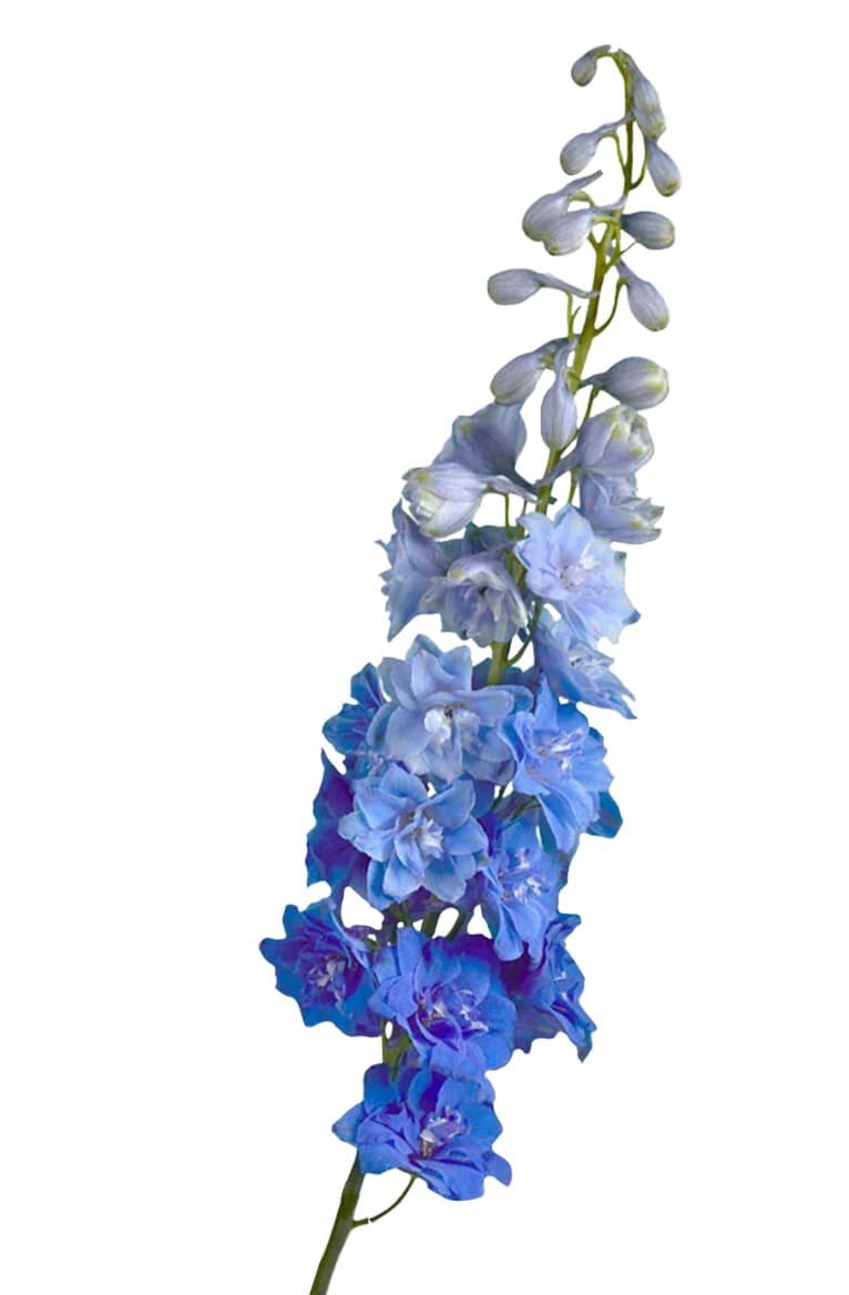 Delph Hybrid Elatum Blue River Blue 70 Cm