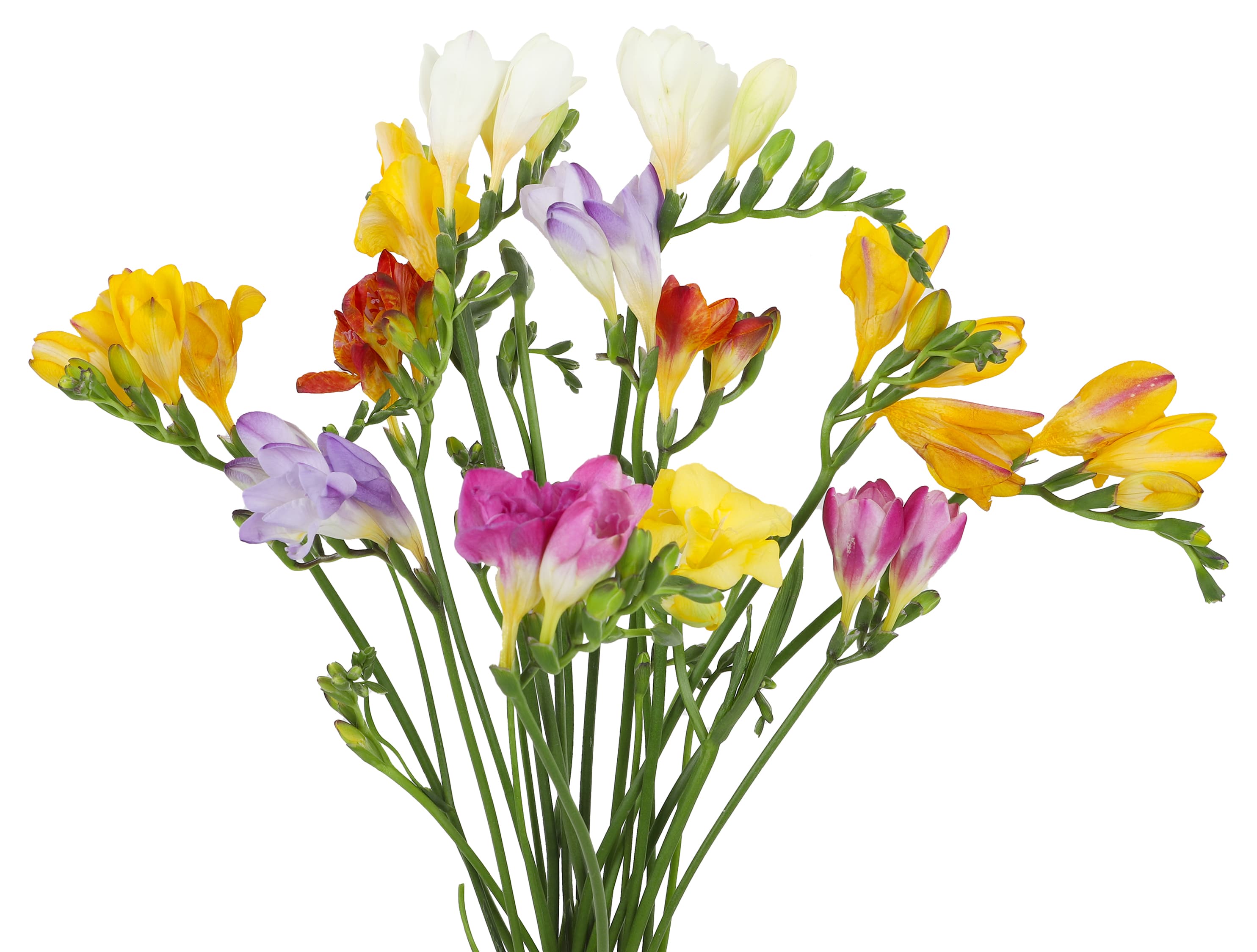Freesia Assorted 40 Cm