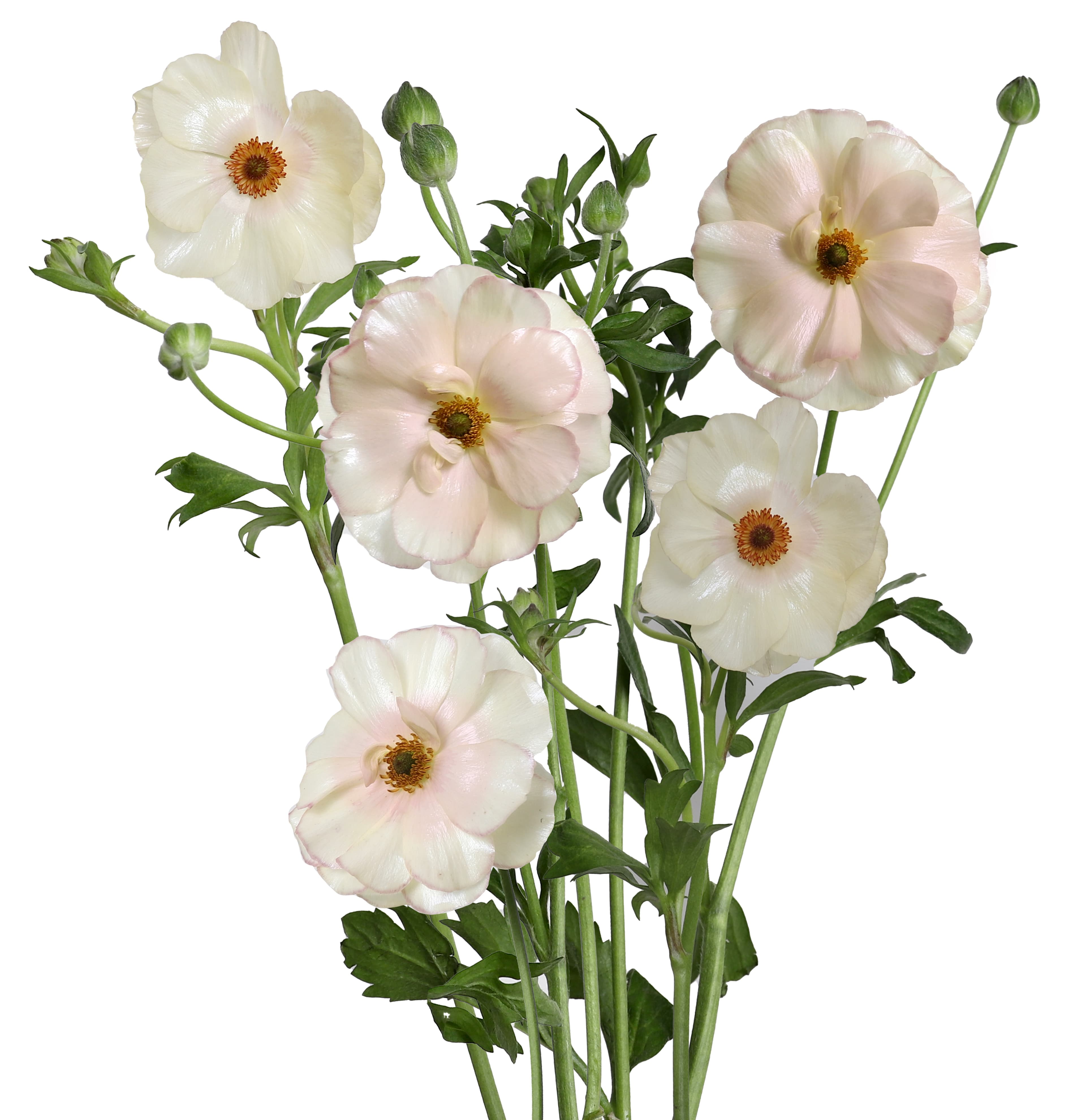 Ranunculus Butterfly Melissa Blush Pink 50 Cm