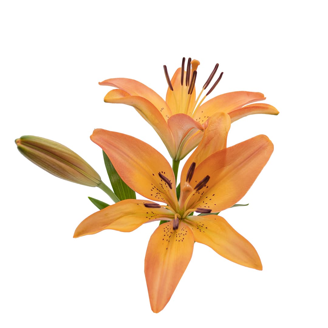 Lily L.a. Royal Sunset Bi Orange 3/5 Blooms